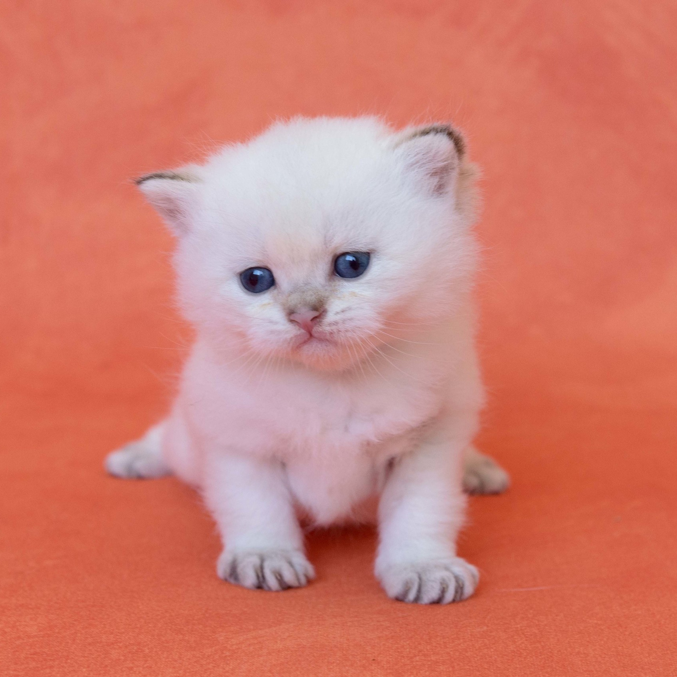 британские котята цена, купить британского котёнка, питомник золотых британцев, питомник золотых британских шиншилл, питомник британских шиншилл Новосибирск, питомник британских кошек Новосибирск