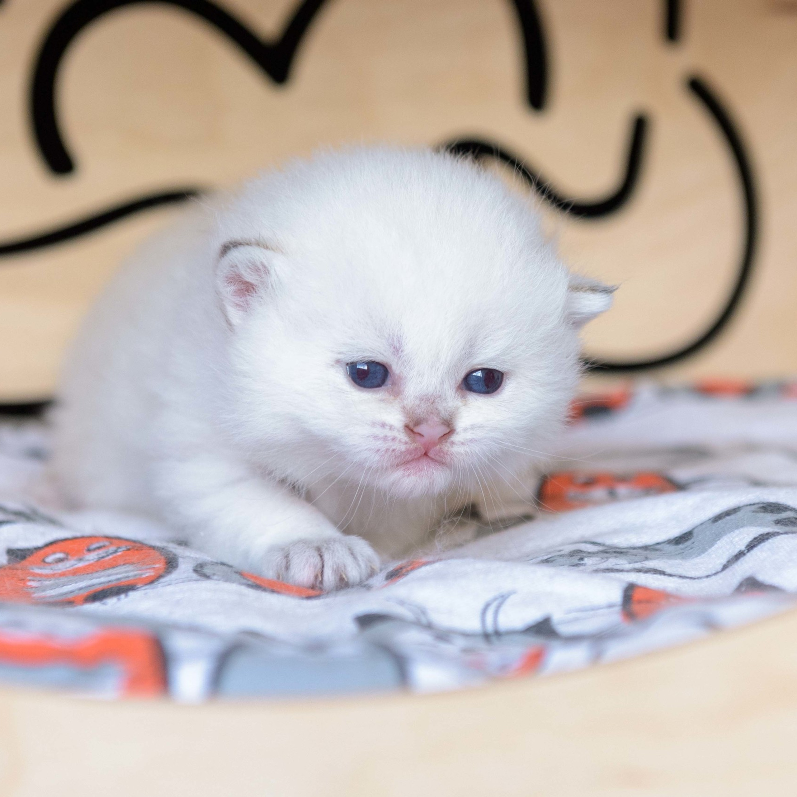 британские котята цена, купить британского котёнка, питомник золотых британцев, питомник золотых британских шиншилл, питомник британских шиншилл Москва, питомник британских кошек Москва