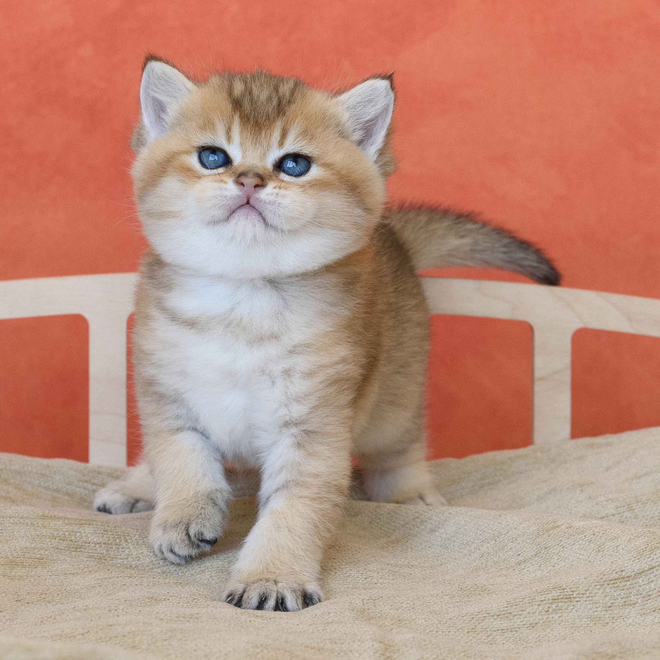 британские котята цена, купить британского котёнка, питомник золотых британцев, питомник золотых британских шиншилл, питомник британских шиншилл Москва, питомник британских кошек Москва