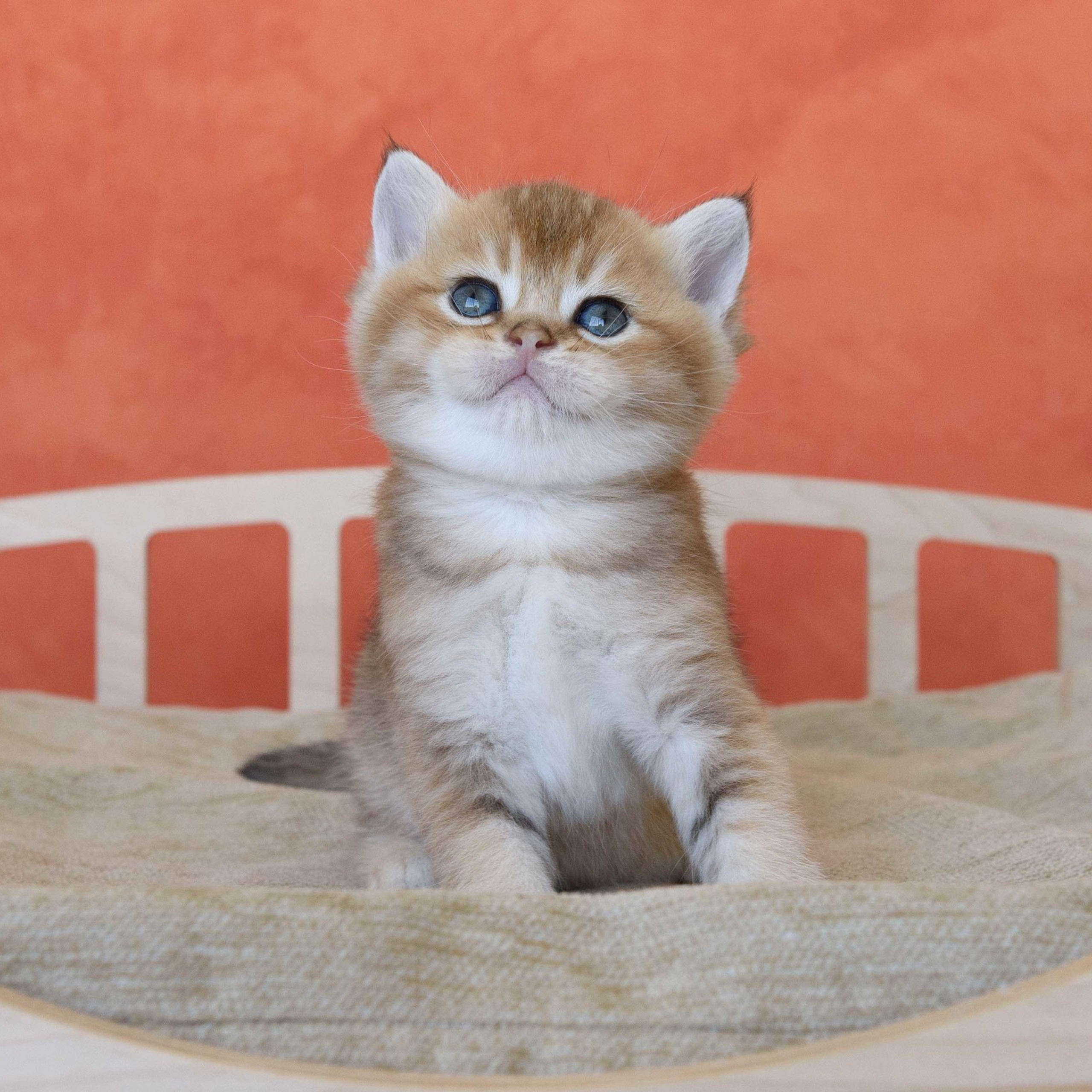 британские котята цена, купить британского котёнка, питомник золотых британцев, питомник золотых британских шиншилл, питомник британских шиншилл Москва, питомник британских кошек Москва