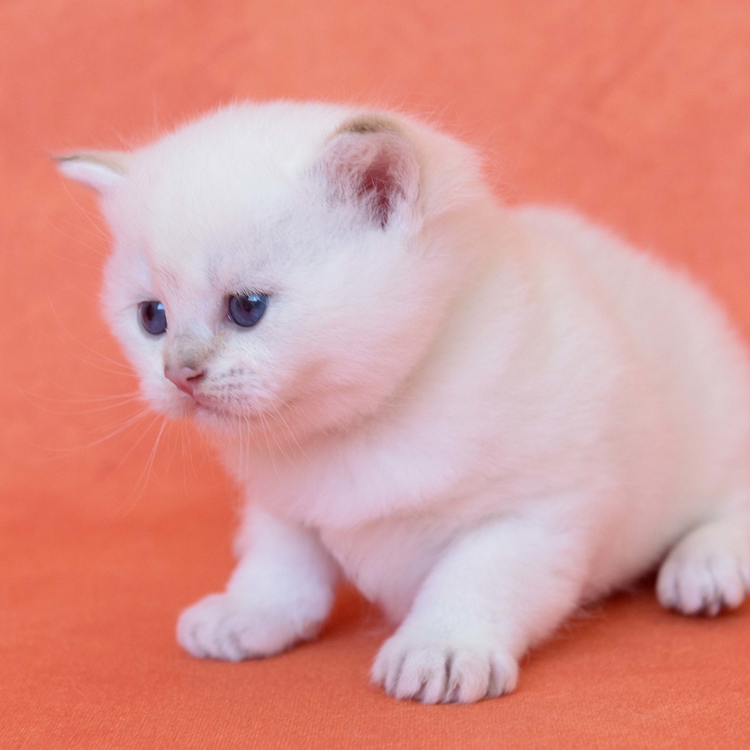 британские котята цена, купить британского котёнка, питомник золотых британцев, питомник золотых британских шиншилл, питомник британских шиншилл Краснодар, питомник британских кошек Краснодар