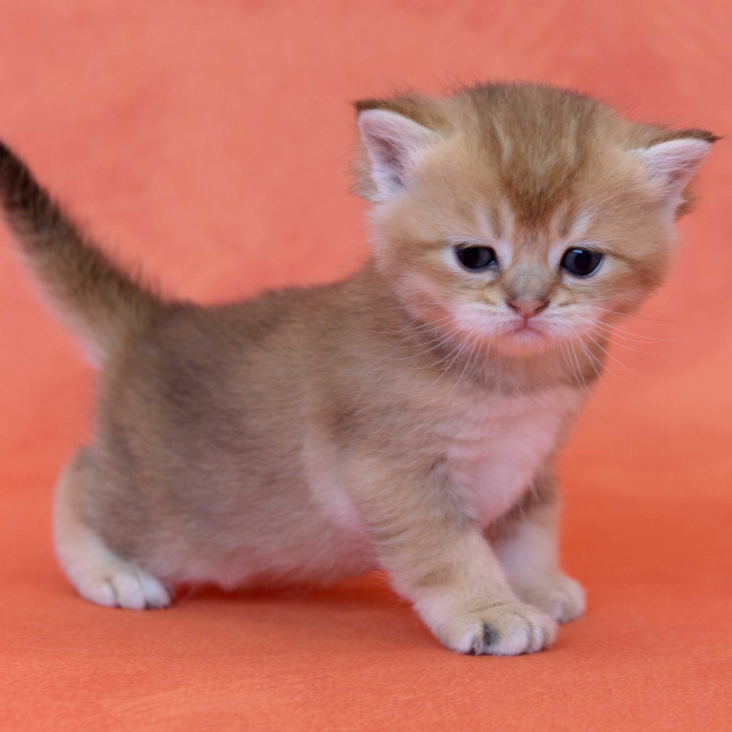 британские котята цена, купить британского котёнка, питомник золотых британцев, питомник золотых британских шиншилл, питомник британских шиншилл Москва, питомник британских кошек Москва