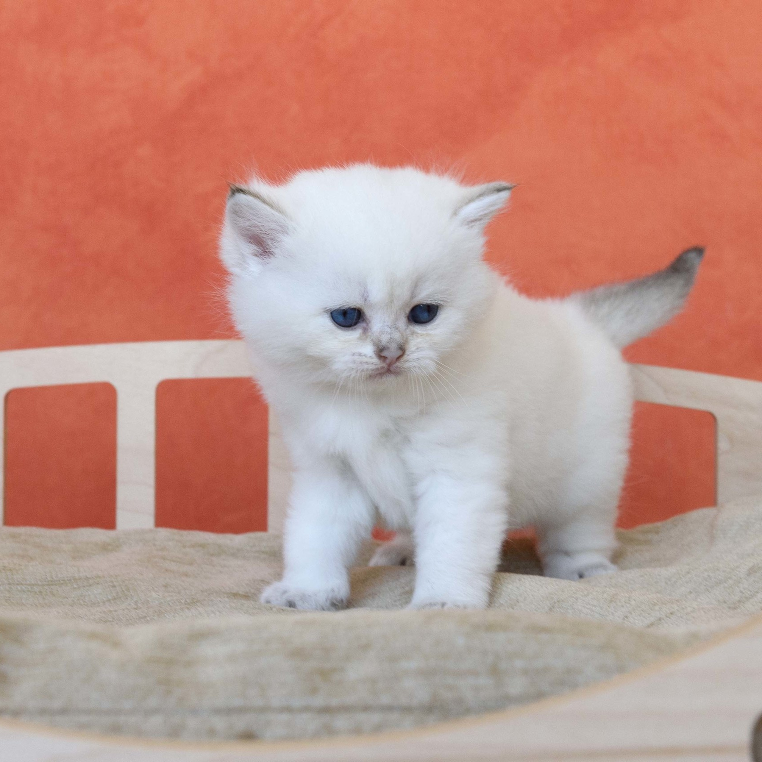 британские котята цена, купить британского котёнка, питомник золотых британцев, питомник золотых британских шиншилл, питомник британских шиншилл Москва, питомник британских кошек Москва