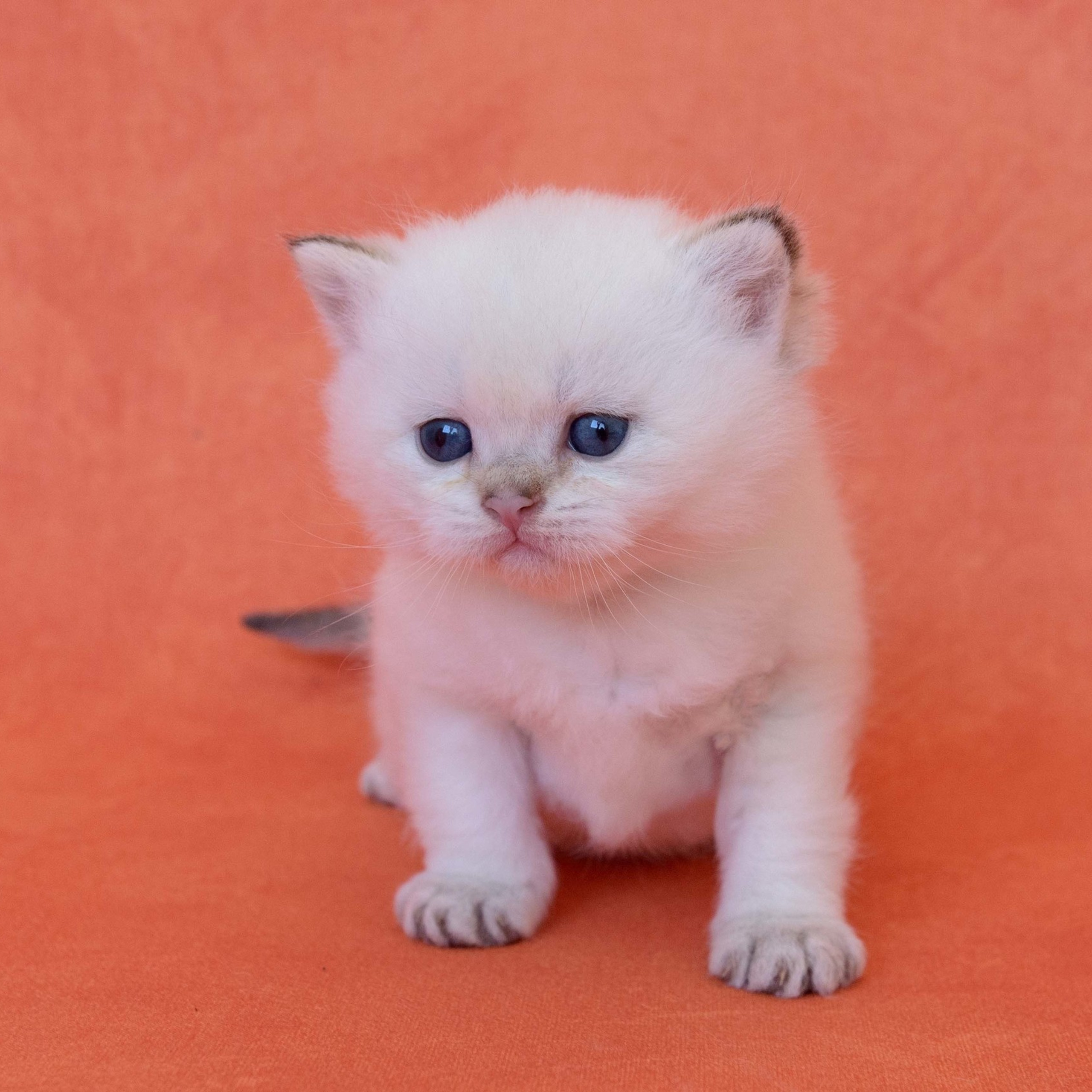 британские котята цена, купить британского котёнка, питомник золотых британцев, питомник золотых британских шиншилл, питомник британских шиншилл Новосибирск, питомник британских кошек Новосибирск