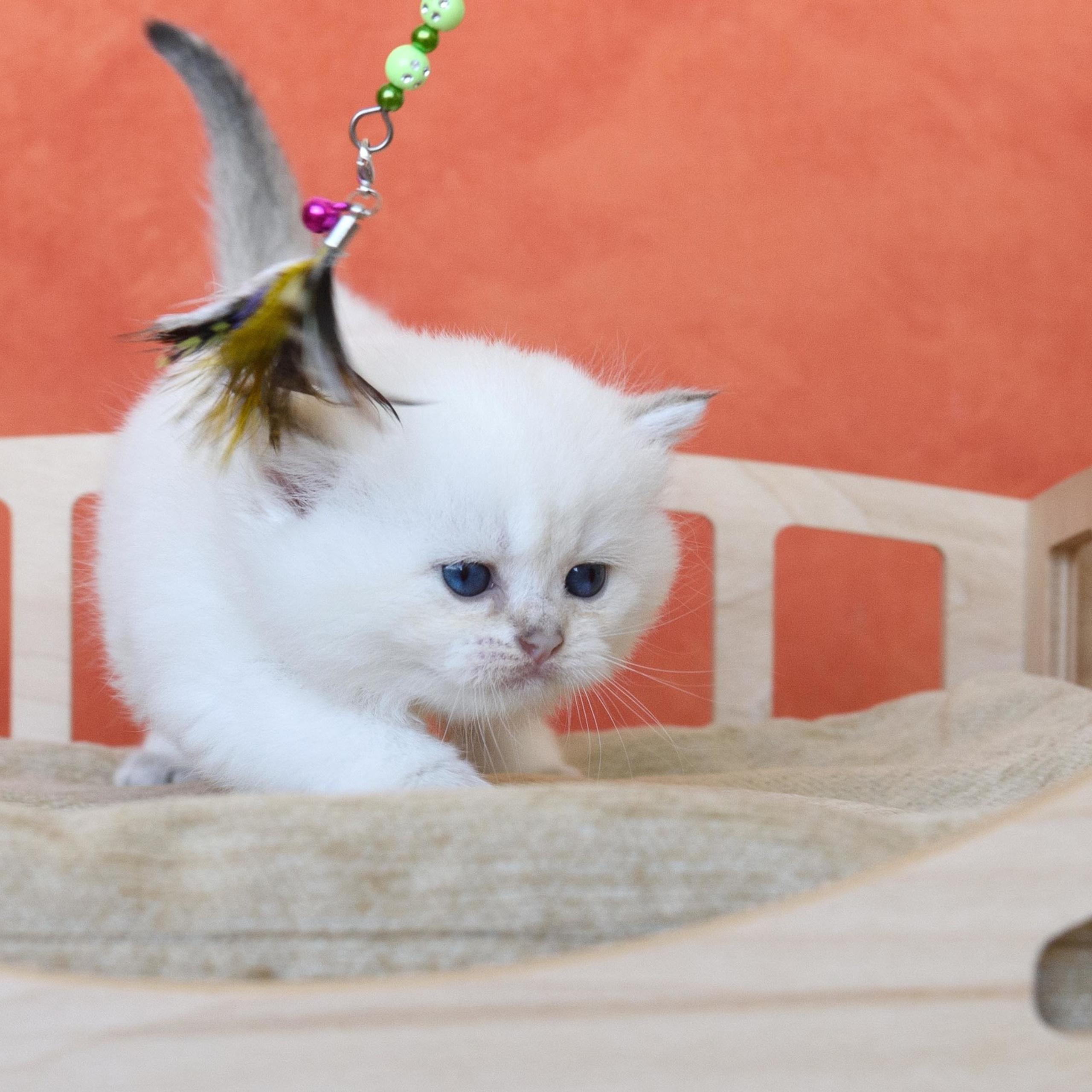 британские котята цена, купить британского котёнка, питомник золотых британцев, питомник золотых британских шиншилл, питомник британских шиншилл Москва, питомник британских кошек Москва