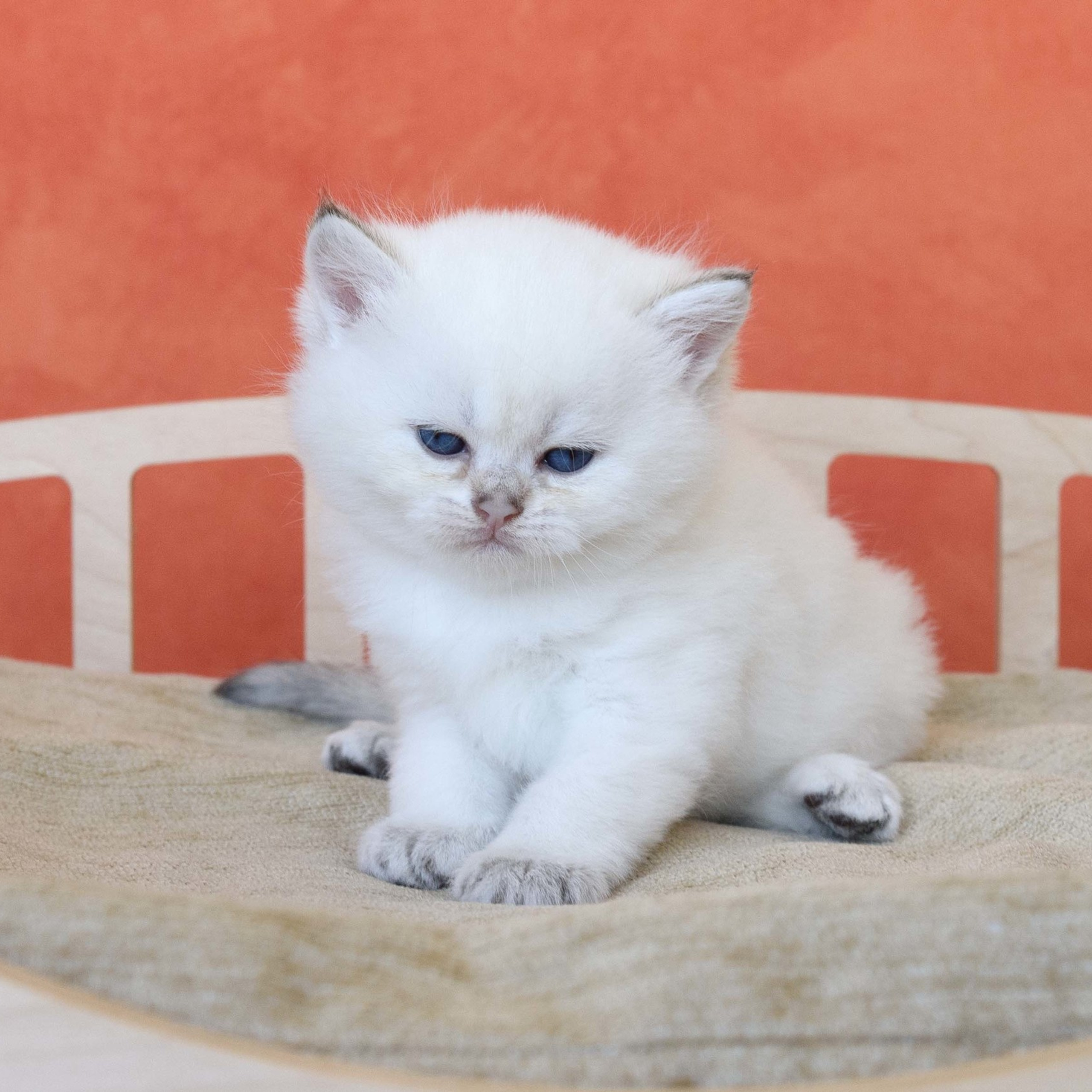 британские котята цена, купить британского котёнка, питомник золотых британцев, питомник золотых британских шиншилл, питомник британских шиншилл Краснодар, питомник британских кошек Краснодар