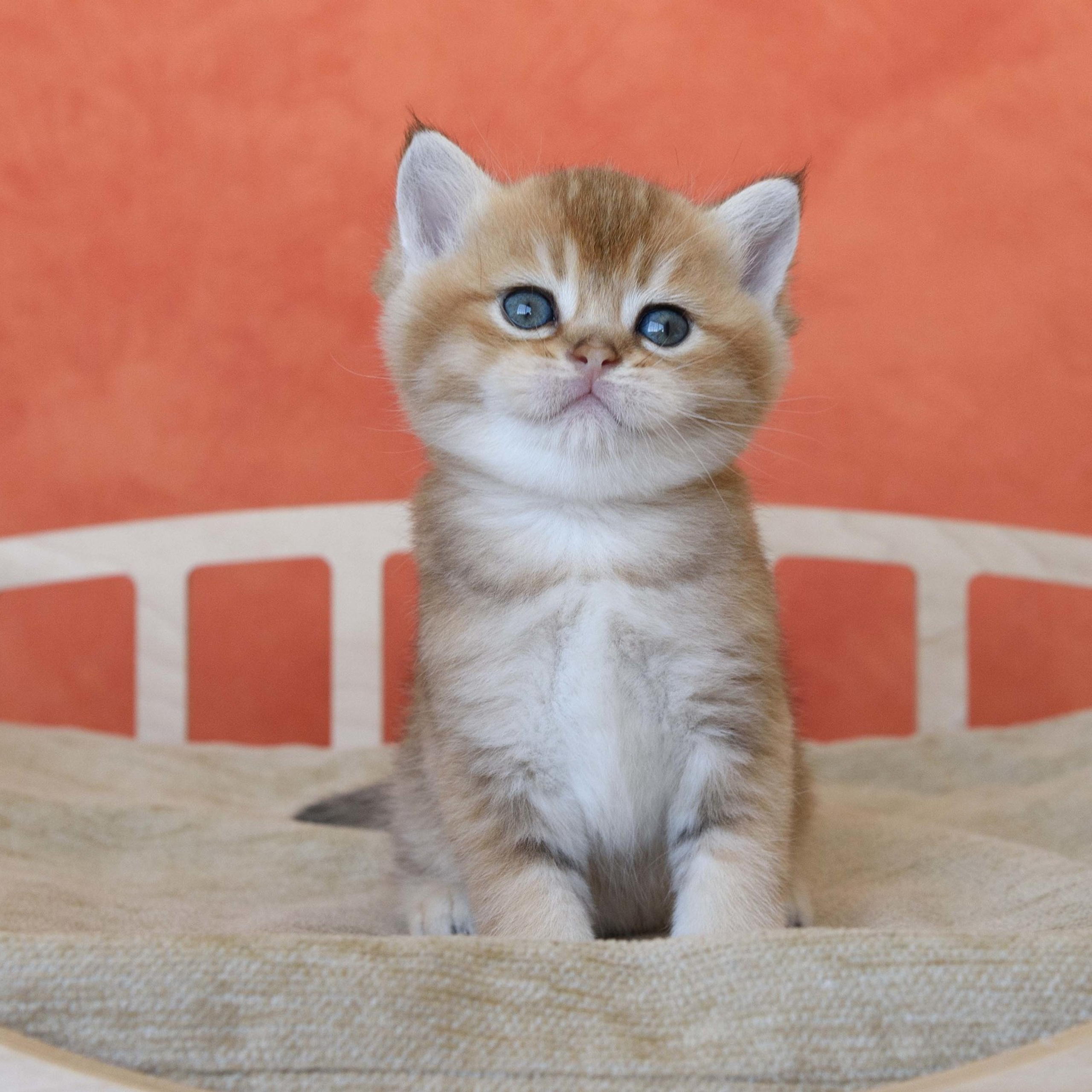 британские котята цена, купить британского котёнка, питомник золотых британцев, питомник золотых британских шиншилл, питомник британских шиншилл Москва, питомник британских кошек Москва