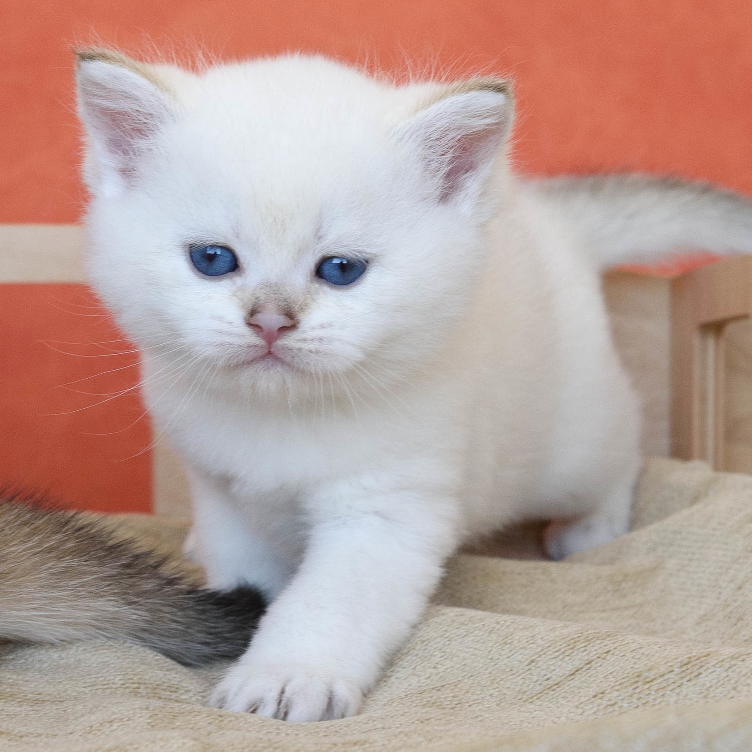 британские кошки, британские золотые кошки, британские золотые шиншиллы, питомник британских кошек, питомник золотых шиншилл, купить британскую кошку, питомник британских шиншилл Владивосток