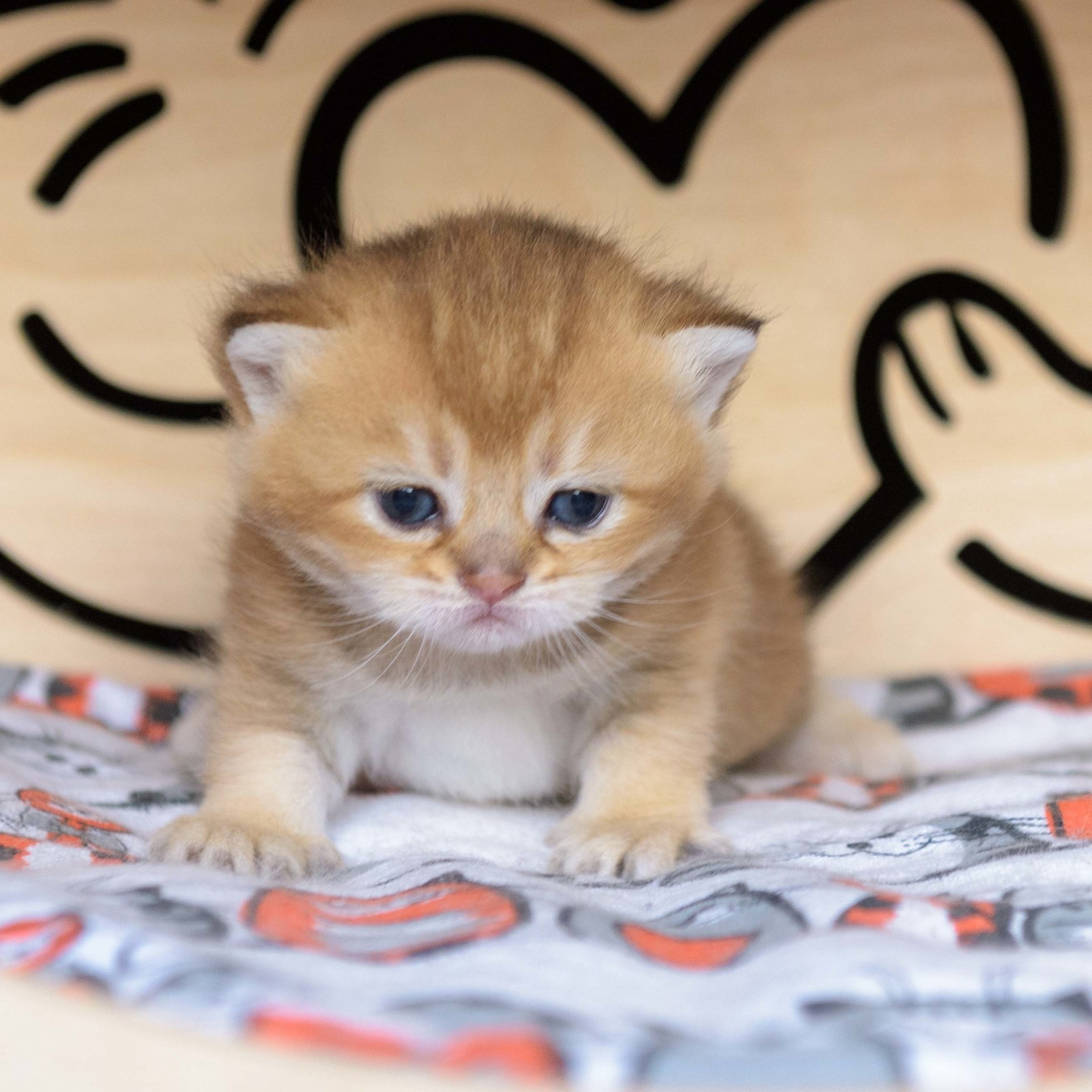 британские котята цена, купить британского котёнка, питомник золотых британцев, питомник золотых британских шиншилл, питомник британских шиншилл Москва, питомник британских кошек Москва