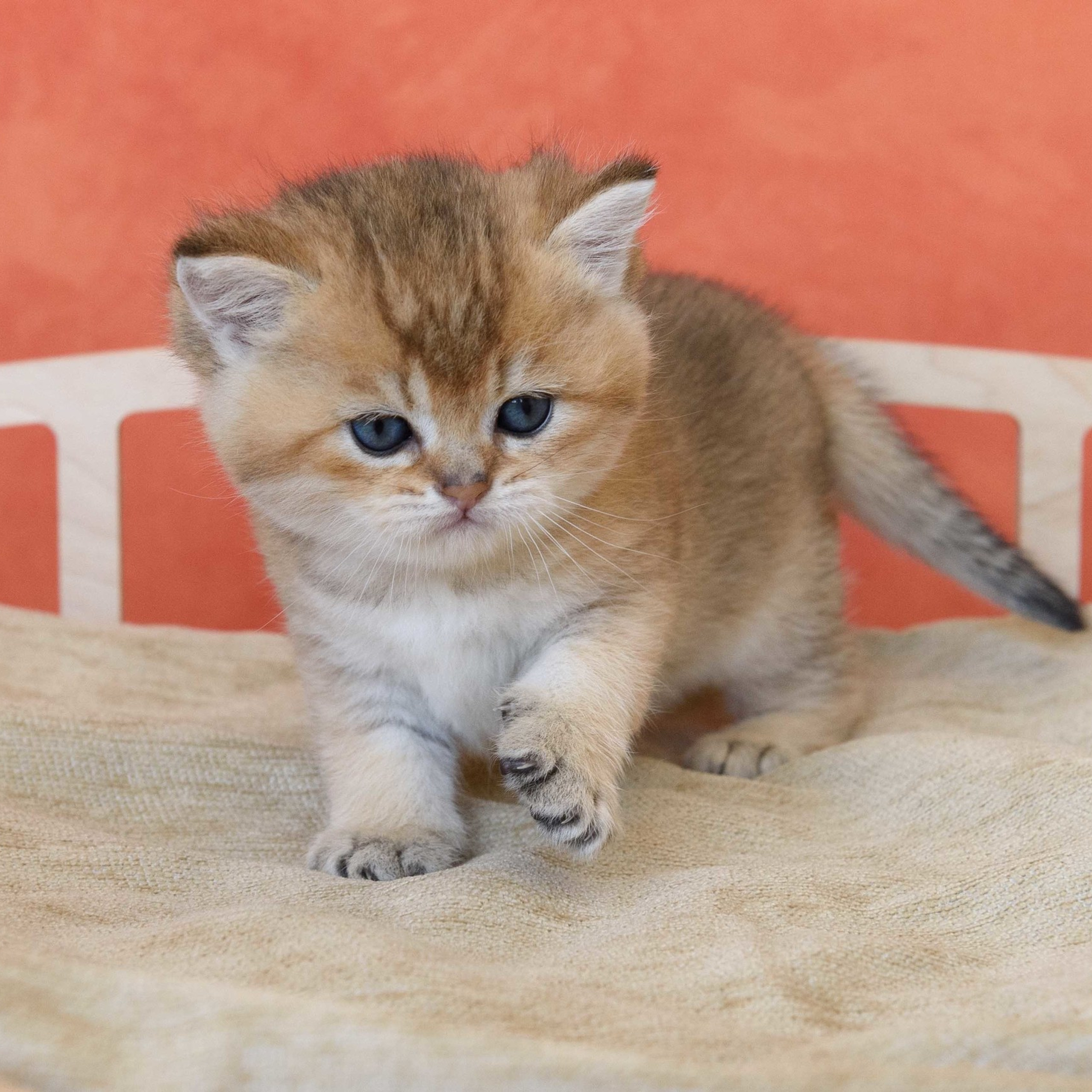 британские котята цена, купить британского котёнка, питомник золотых британцев, питомник золотых британских шиншилл, питомник британских шиншилл Москва, питомник британских кошек Москва