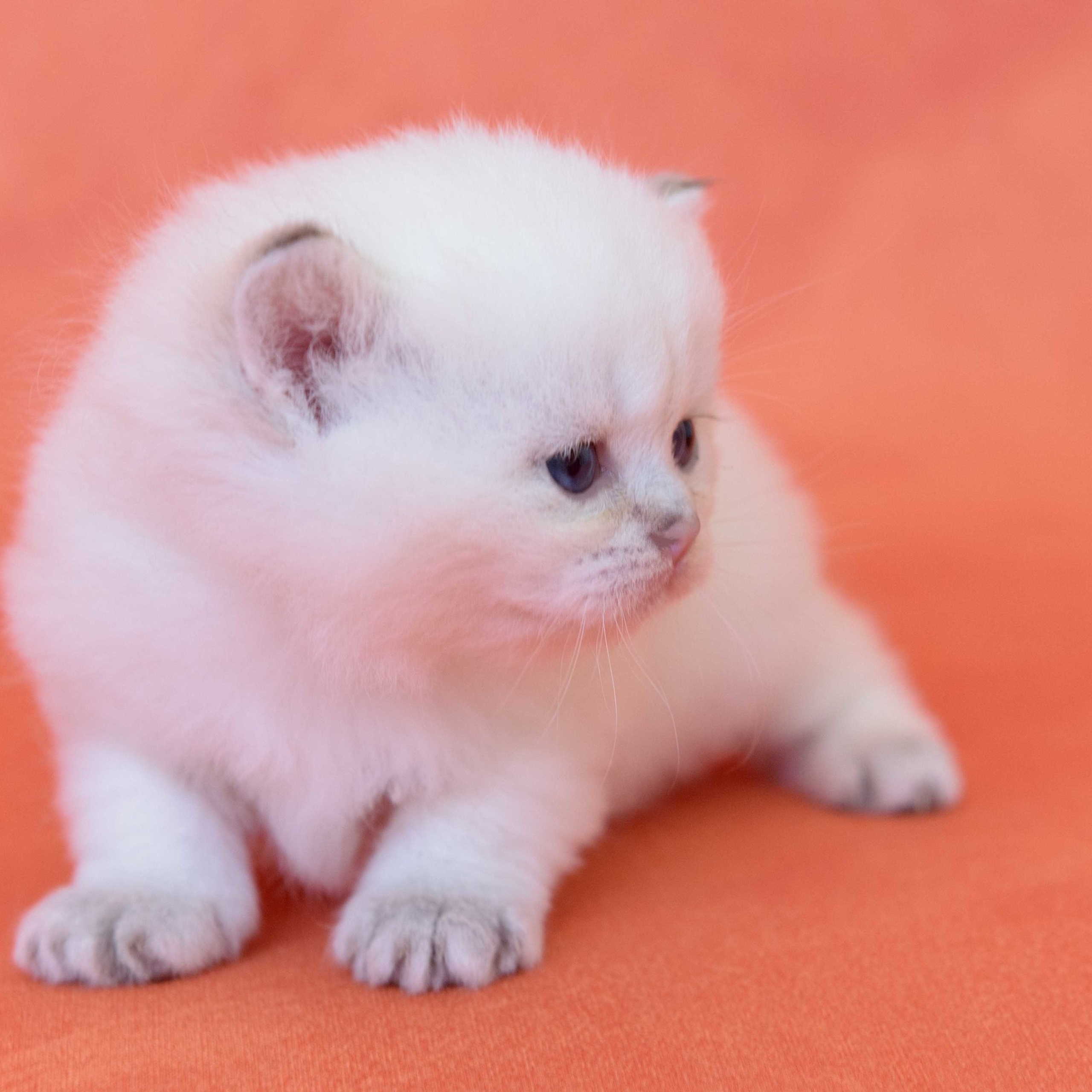 британские котята цена, купить британского котёнка, питомник золотых британцев, питомник золотых британских шиншилл, питомник британских шиншилл Москва, питомник британских кошек Москва