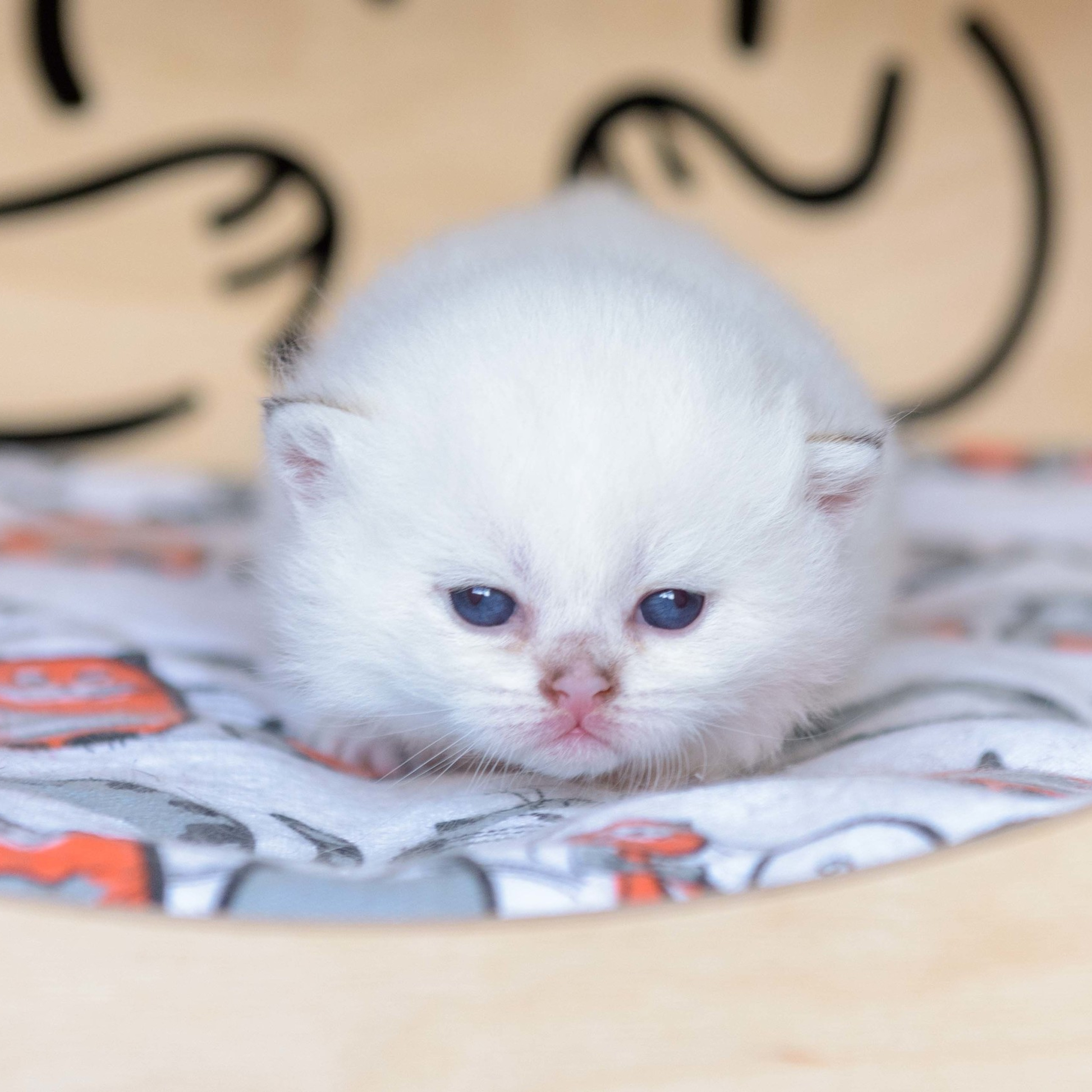 британские котята цена, купить британского котёнка, питомник золотых британцев, питомник золотых британских шиншилл, питомник британских шиншилл Москва, питомник британских кошек Москва