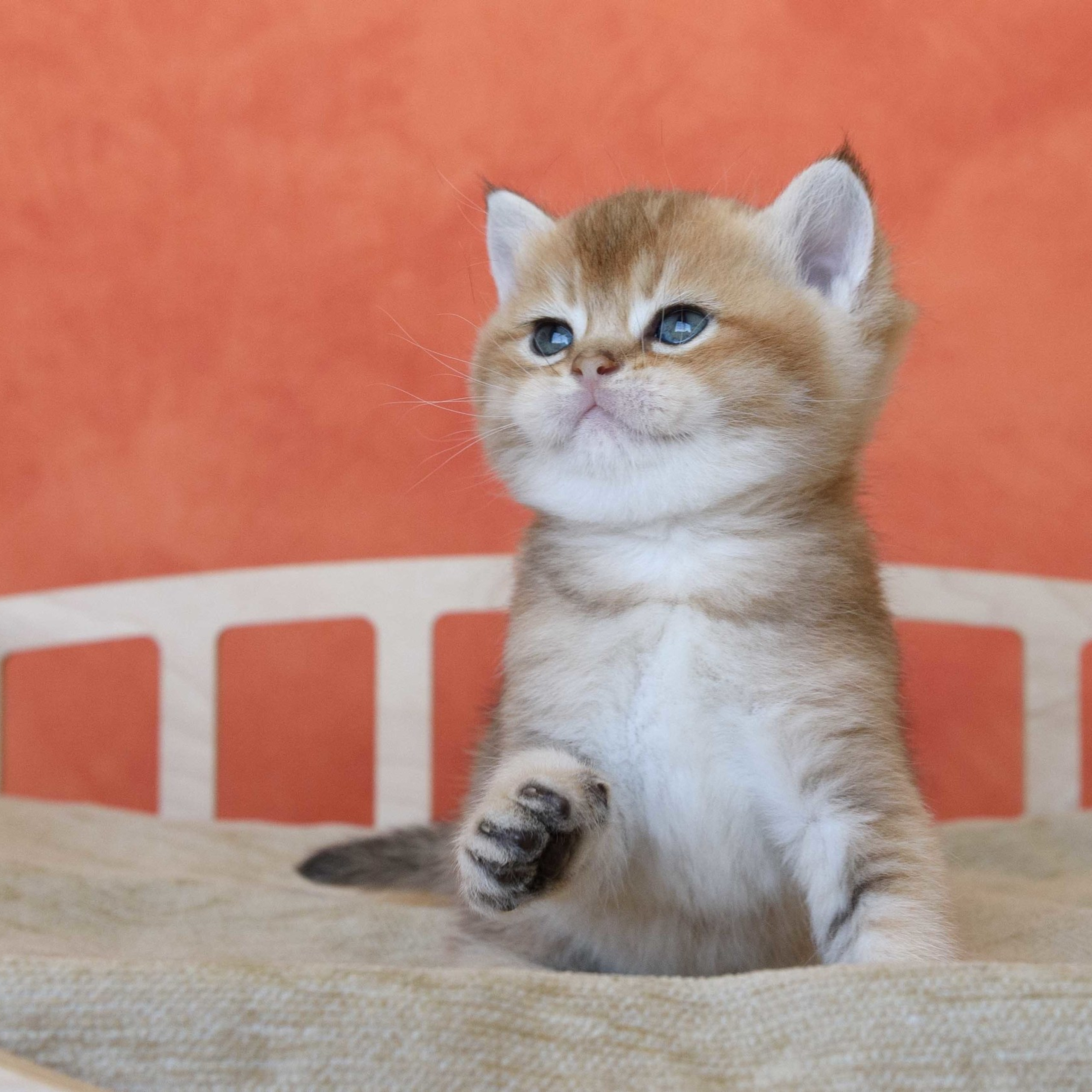 британские котята цена, купить британского котёнка, питомник золотых британцев, питомник золотых британских шиншилл, питомник британских шиншилл Москва, питомник британских кошек Москва