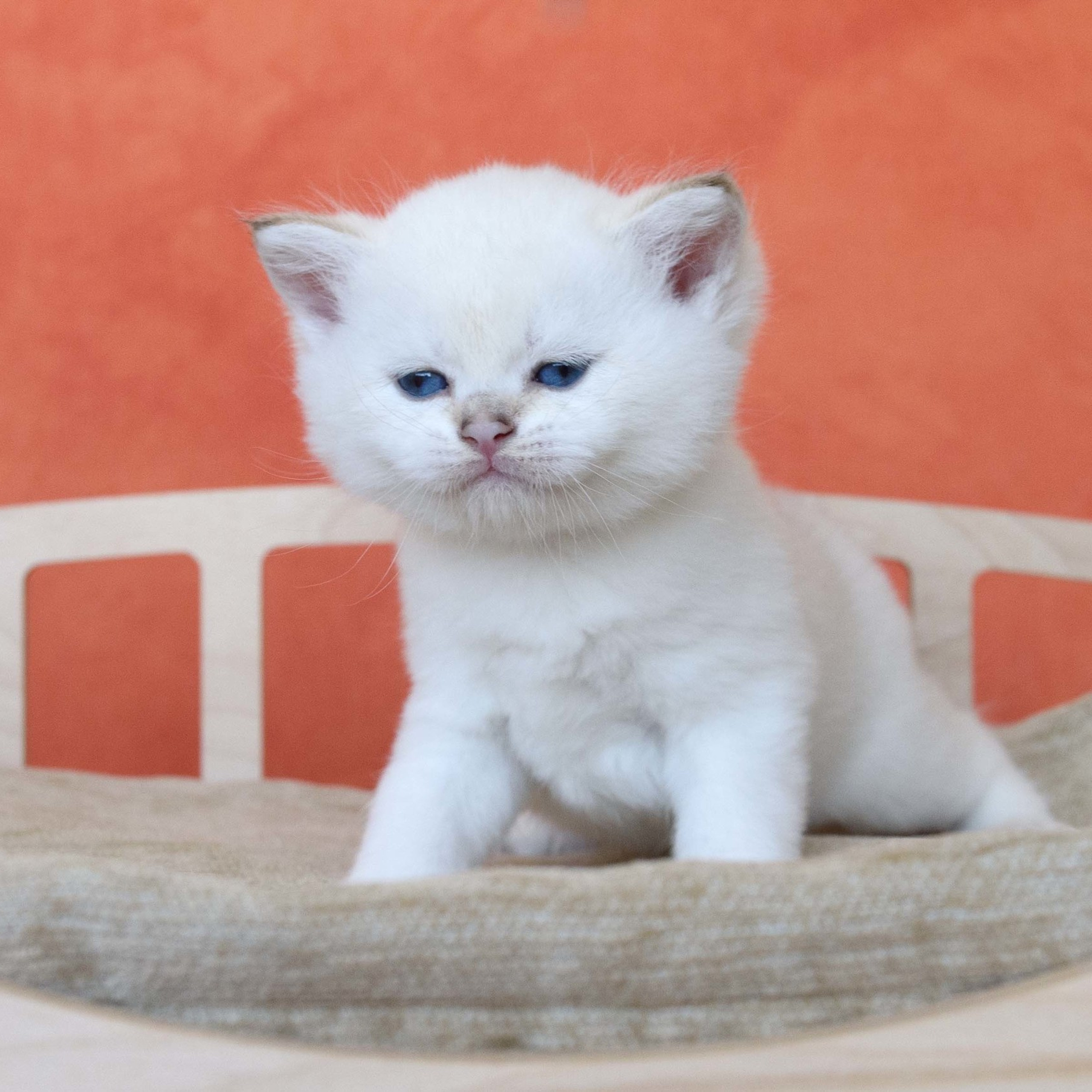 британские котята цена, купить британского котёнка, питомник золотых британцев, питомник золотых британских шиншилл, питомник британских шиншилл Краснодар, питомник британских кошек Краснодар