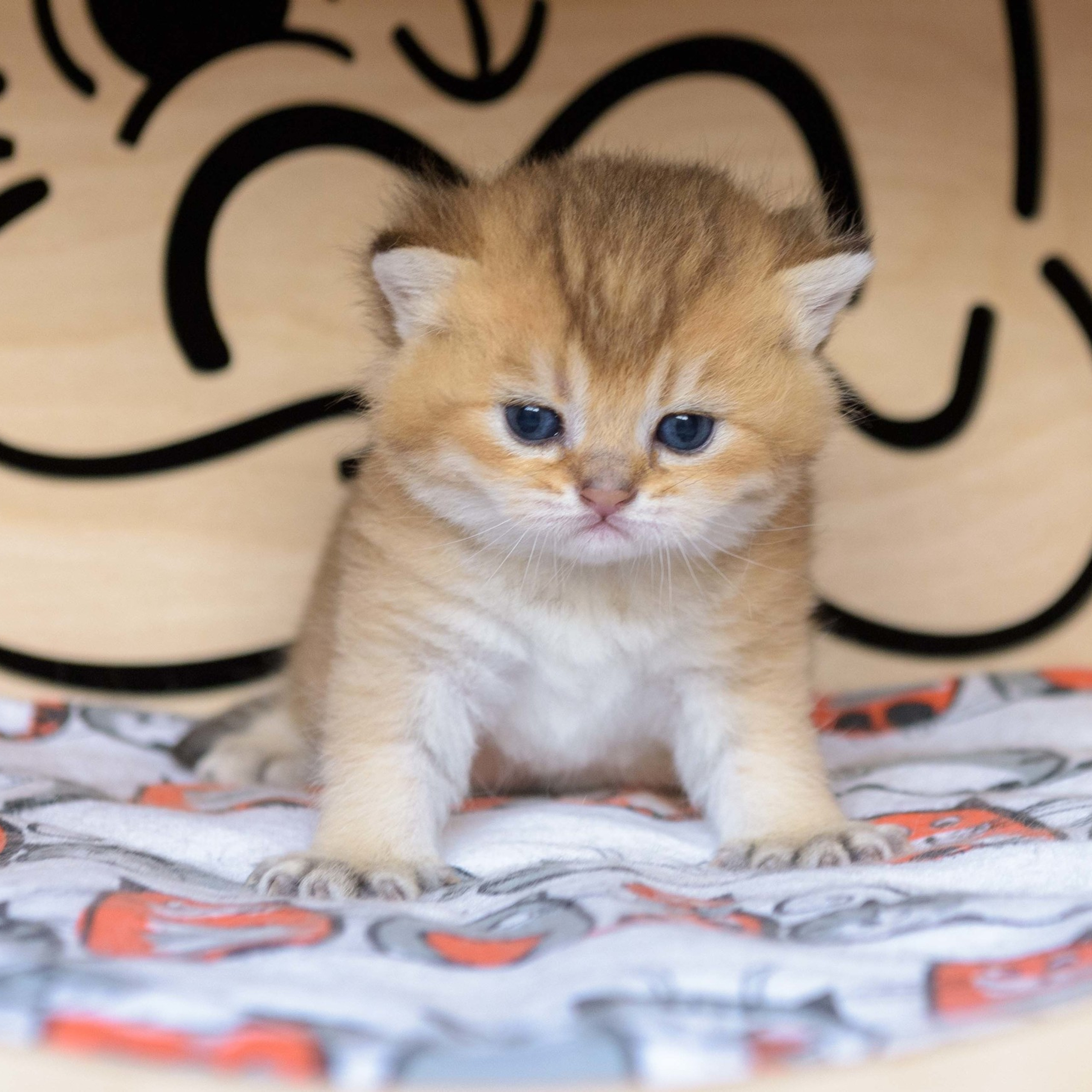 британские котята цена, купить британского котёнка, питомник золотых британцев, питомник золотых британских шиншилл, питомник британских шиншилл Краснодар, питомник британских кошек Краснодар