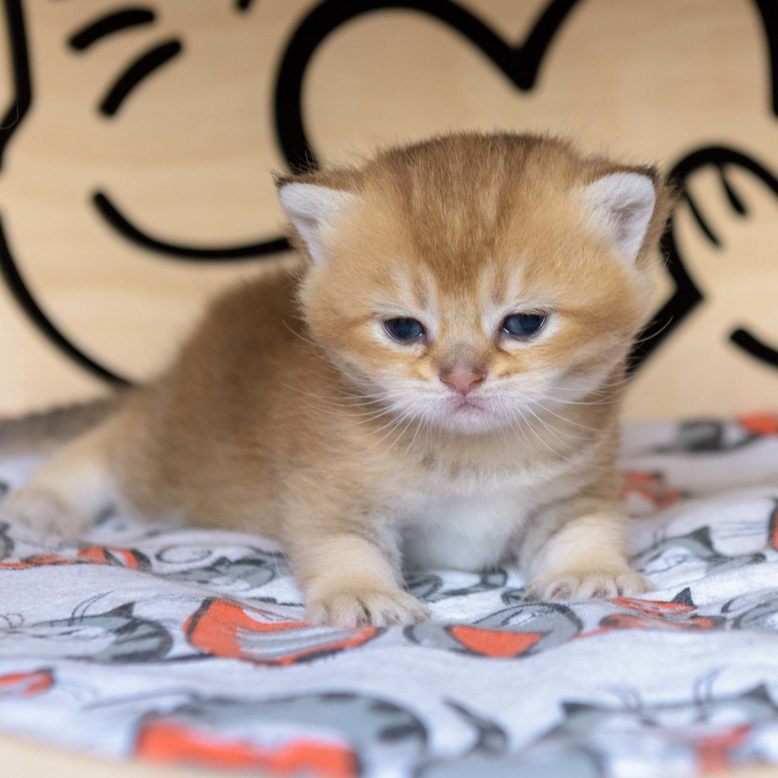 британские котята цена, купить британского котёнка, питомник золотых британцев, питомник золотых британских шиншилл, питомник британских шиншилл Москва, питомник британских кошек Москва