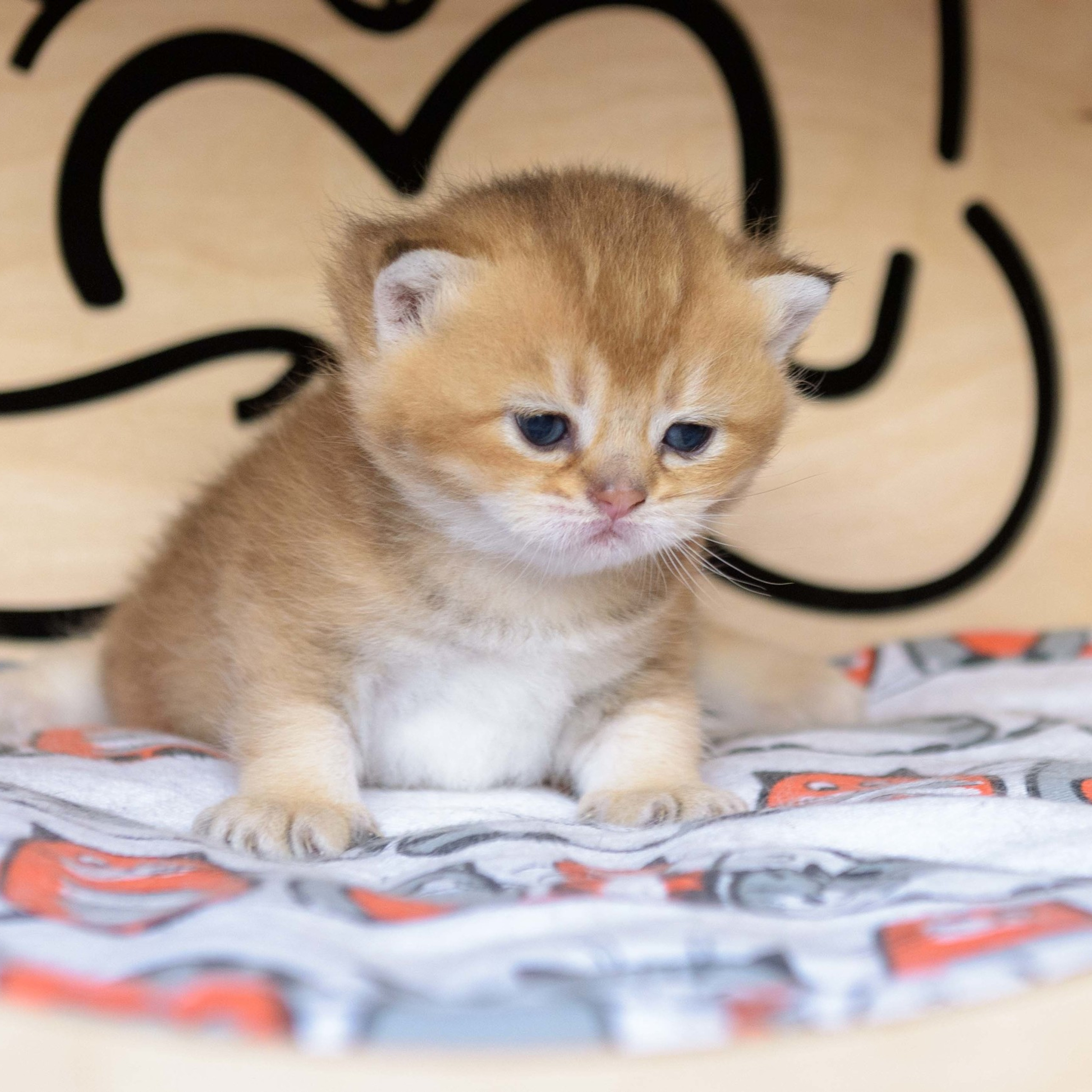 британские котята цена, купить британского котёнка, питомник золотых британцев, питомник золотых британских шиншилл, питомник британских шиншилл Москва, питомник британских кошек Москва