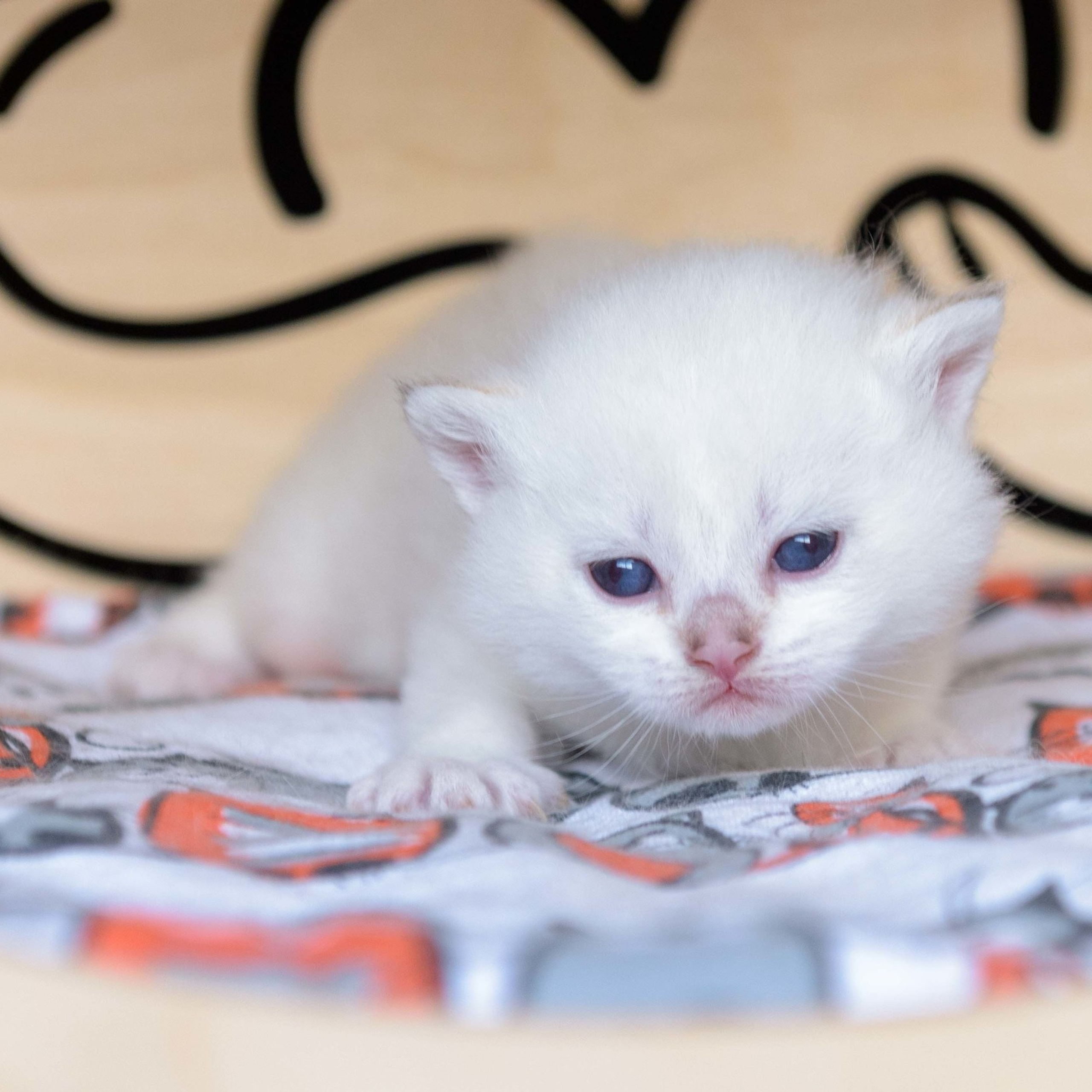 британские котята цена, купить британского котёнка, питомник золотых британцев, питомник золотых британских шиншилл, питомник британских шиншилл Питер, питомник британских кошек Питер, питомник британских кошек Санкт Петербург