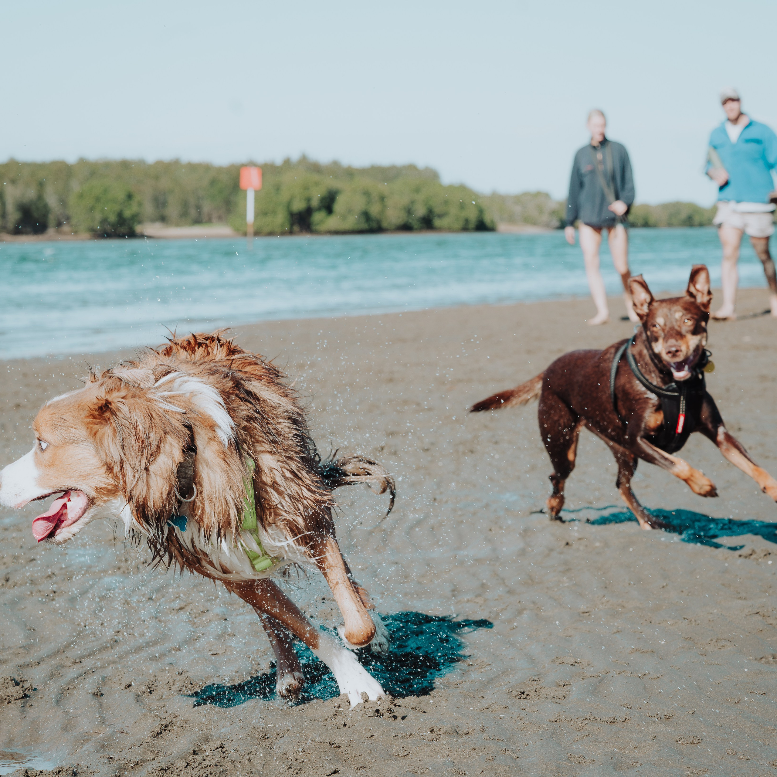 Sunday Nudgee Beach. JS Photoshoot | Family, Events & Pet Photographer in Brisbane
