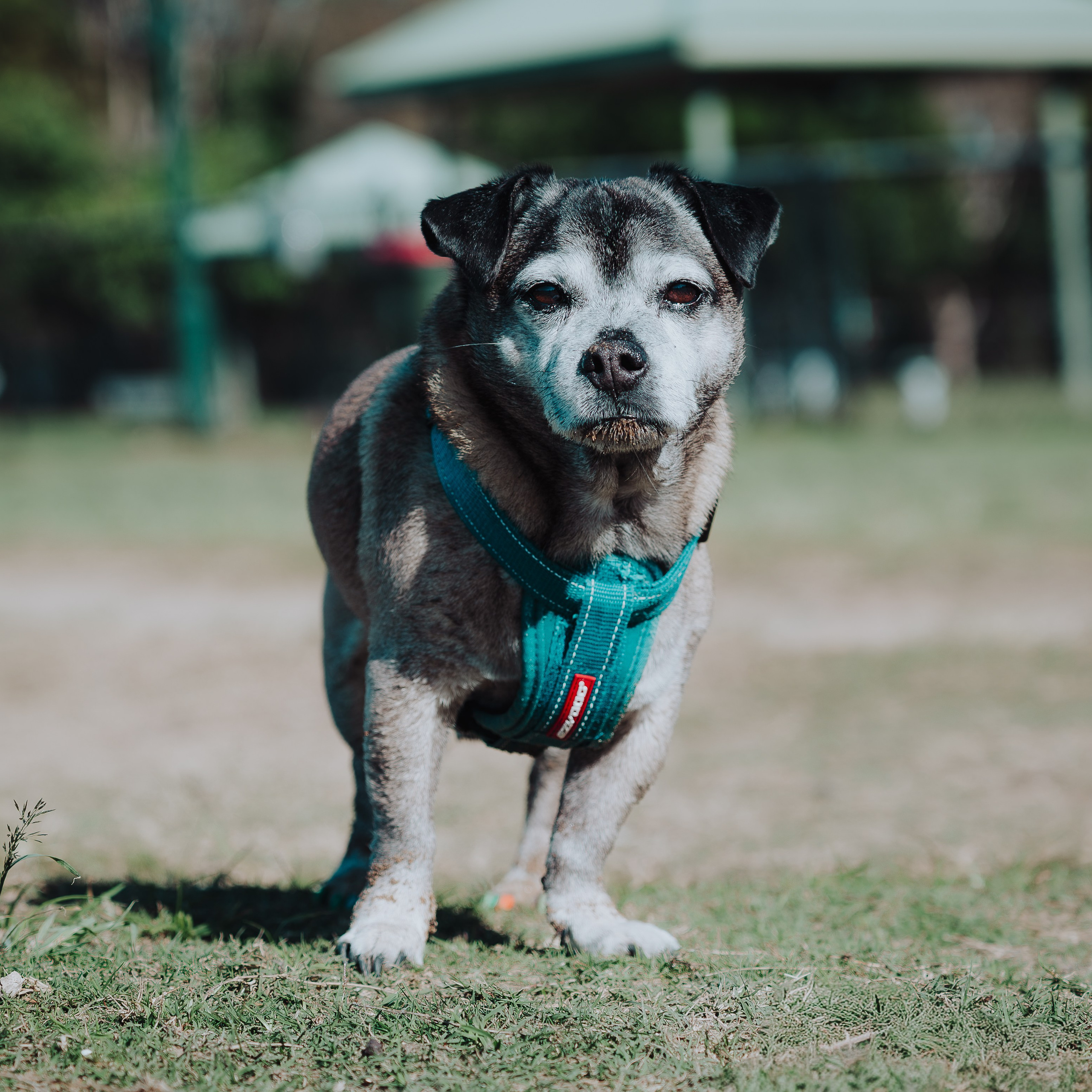 Sunday Nudgee Beach. JS Photoshoot | Family, Events & Pet Photographer in Brisbane
