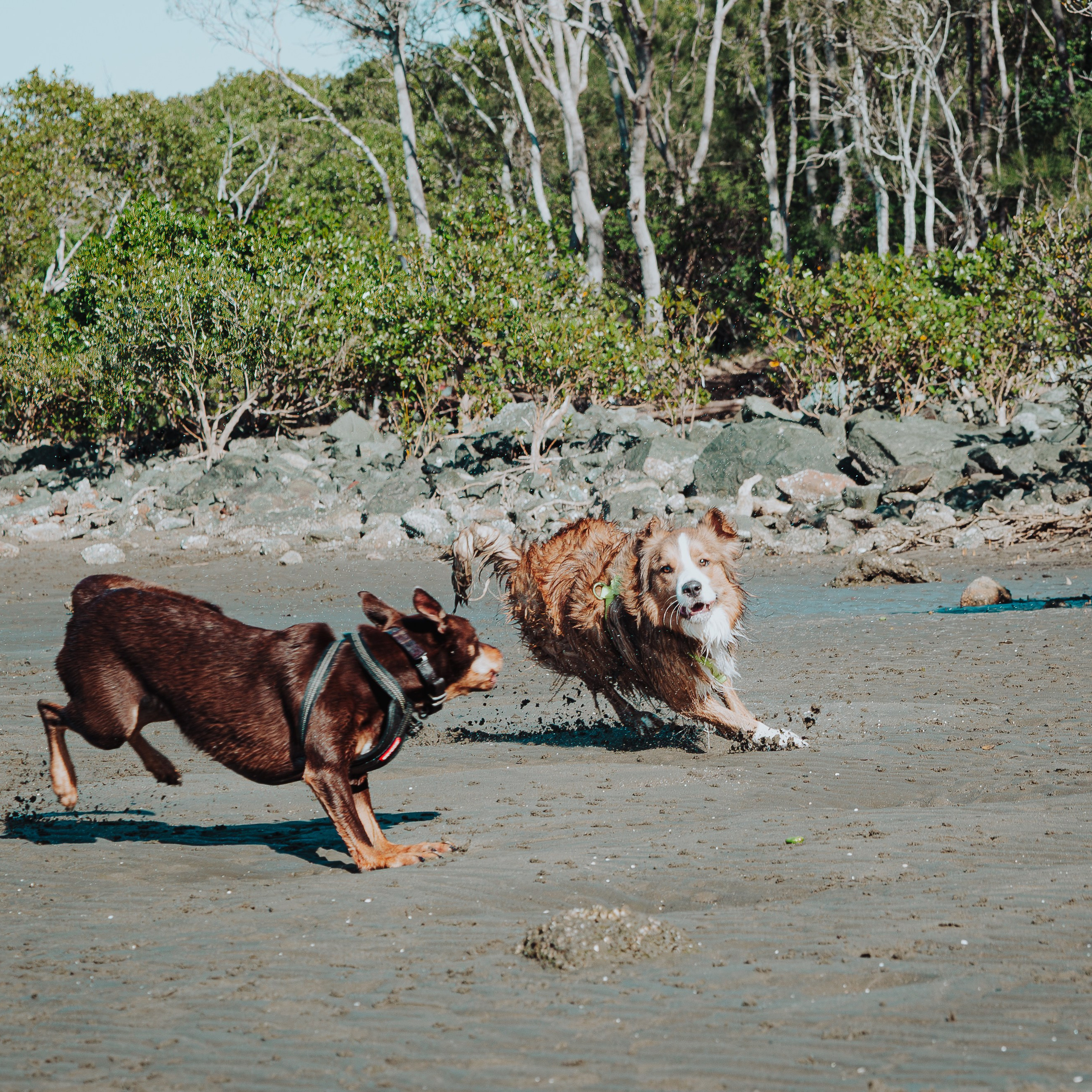 Sunday Nudgee Beach. JS Photoshoot | Family, Events & Pet Photographer in Brisbane