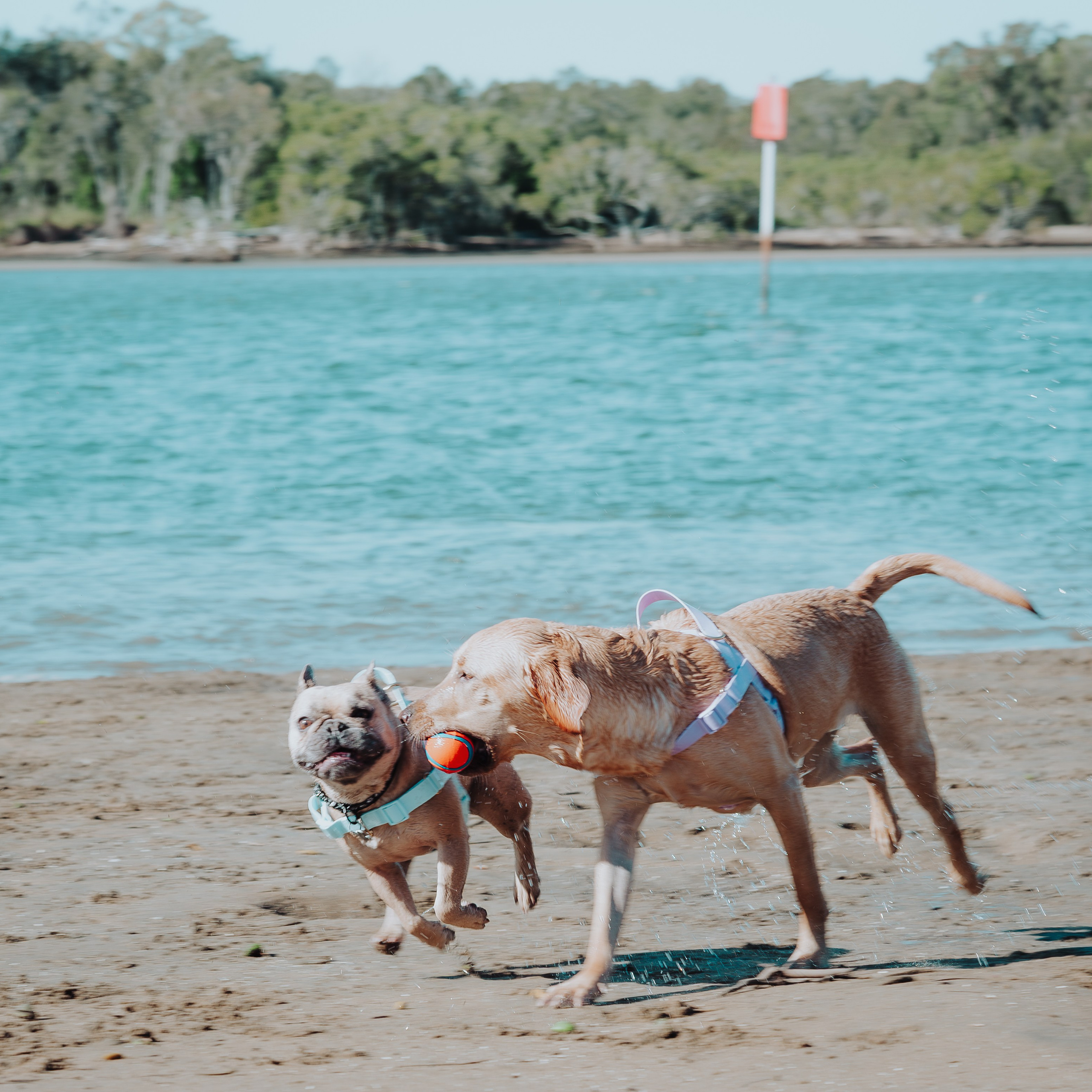 Sunday Nudgee Beach. JS Photoshoot | Family, Events & Pet Photographer in Brisbane