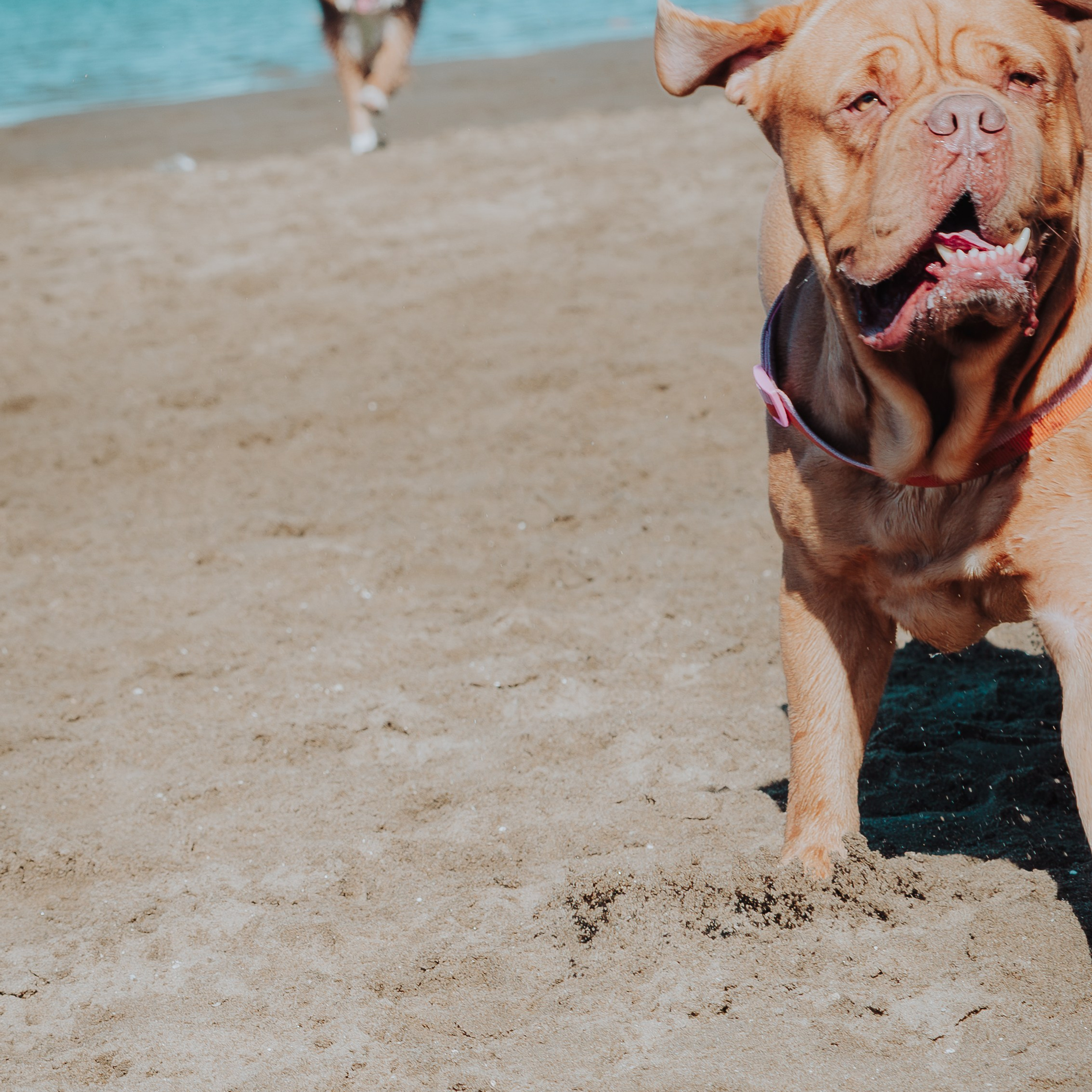 Sunday Nudgee Beach. JS Photoshoot | Family, Events & Pet Photographer in Brisbane