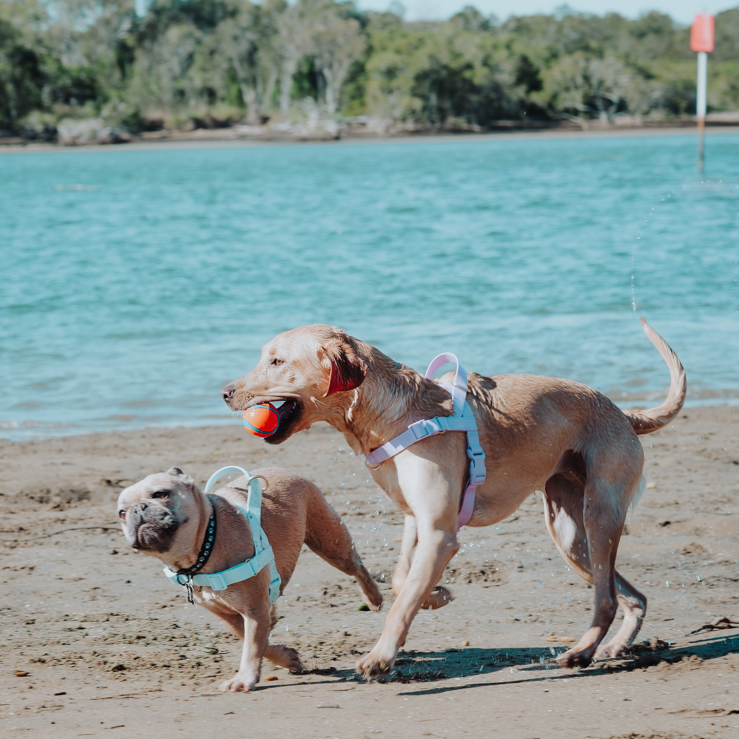 Sunday Nudgee Beach. JS Photoshoot | Family, Events & Pet Photographer in Brisbane