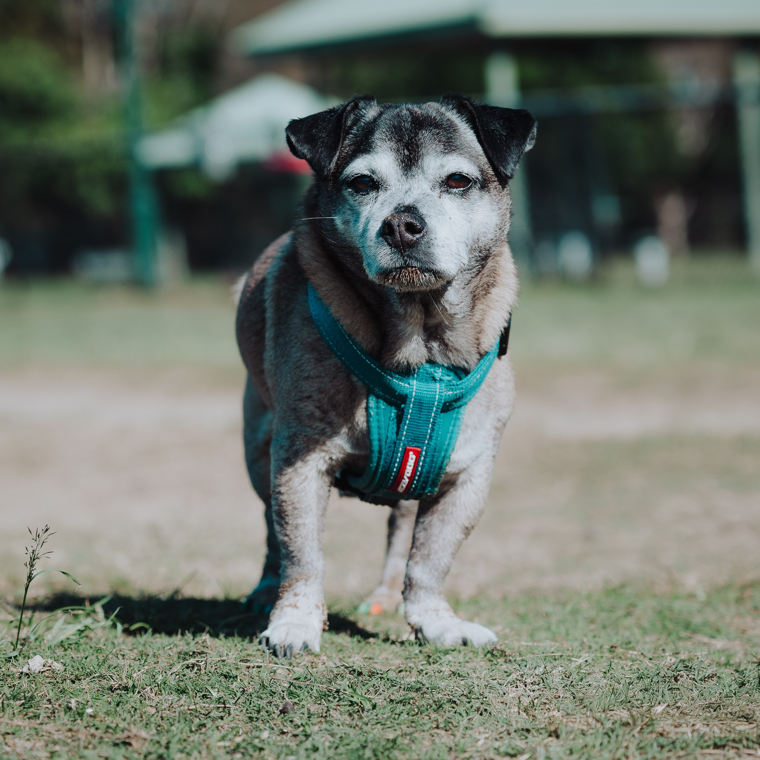 Sunday Nudgee Beach. JS Photoshoot | Family, Events & Pet Photographer in Brisbane