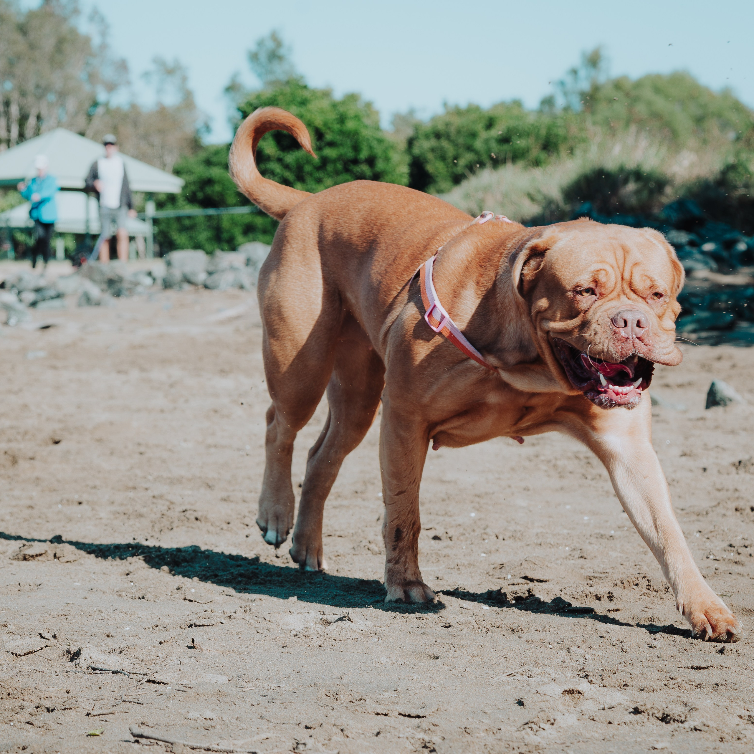 Sunday Nudgee Beach. JS Photoshoot | Family, Events & Pet Photographer in Brisbane