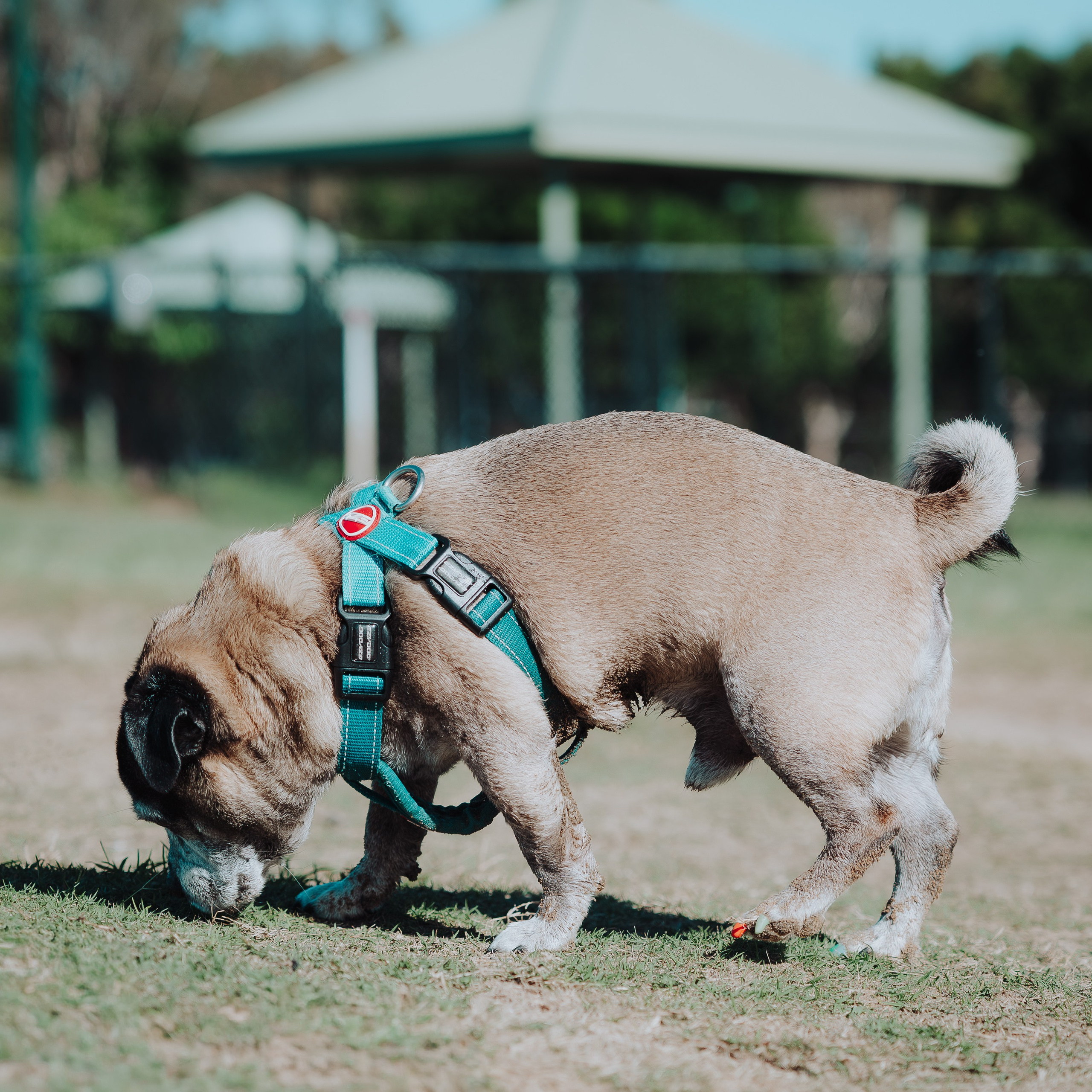 Sunday Nudgee Beach. JS Photoshoot | Family, Events & Pet Photographer in Brisbane