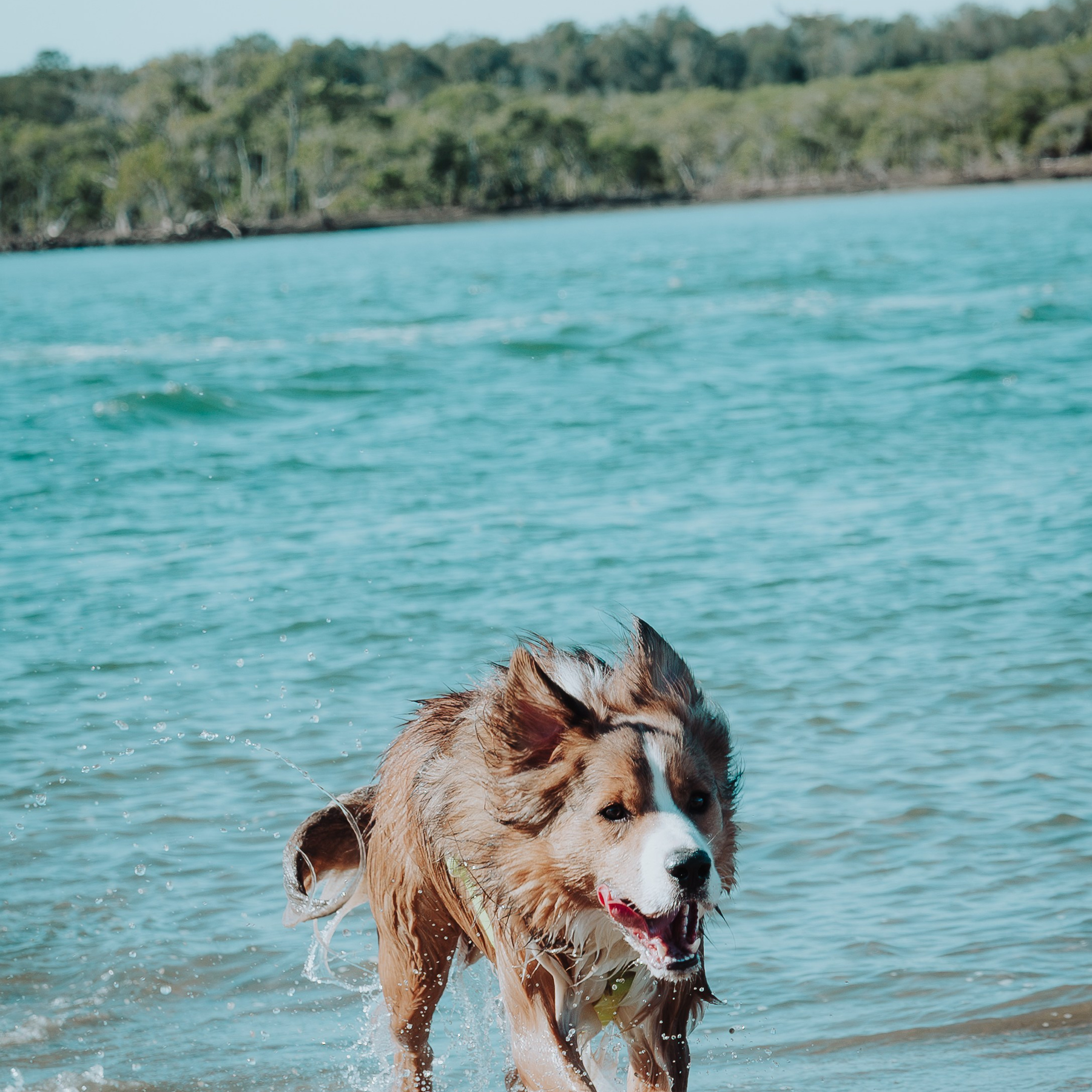 Sunday Nudgee Beach. JS Photoshoot | Family, Events & Pet Photographer in Brisbane
