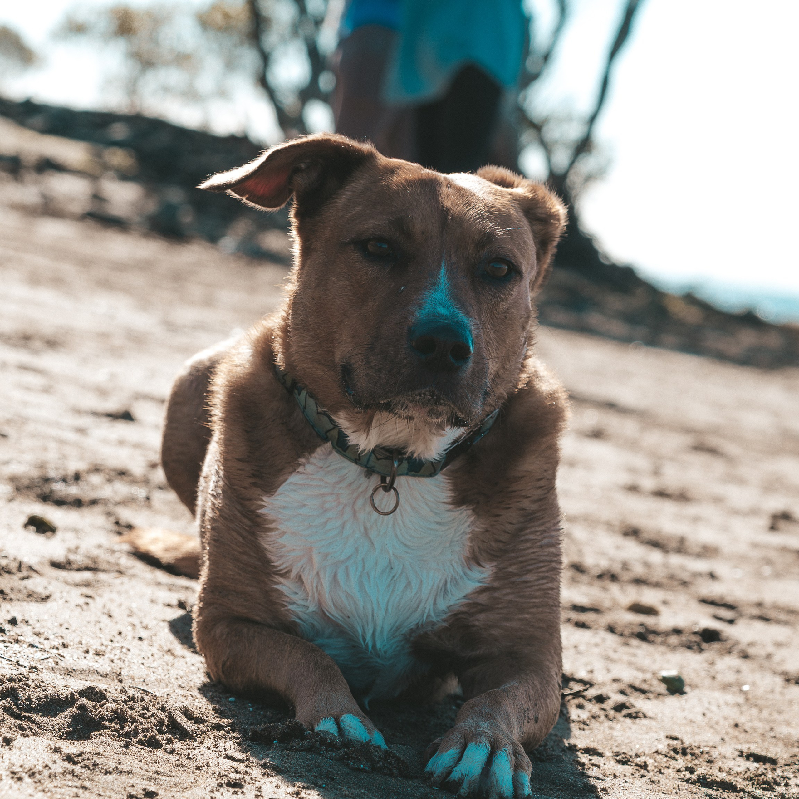 Sunday Nudgee Beach. JS Photoshoot | Family, Events & Pet Photographer in Brisbane