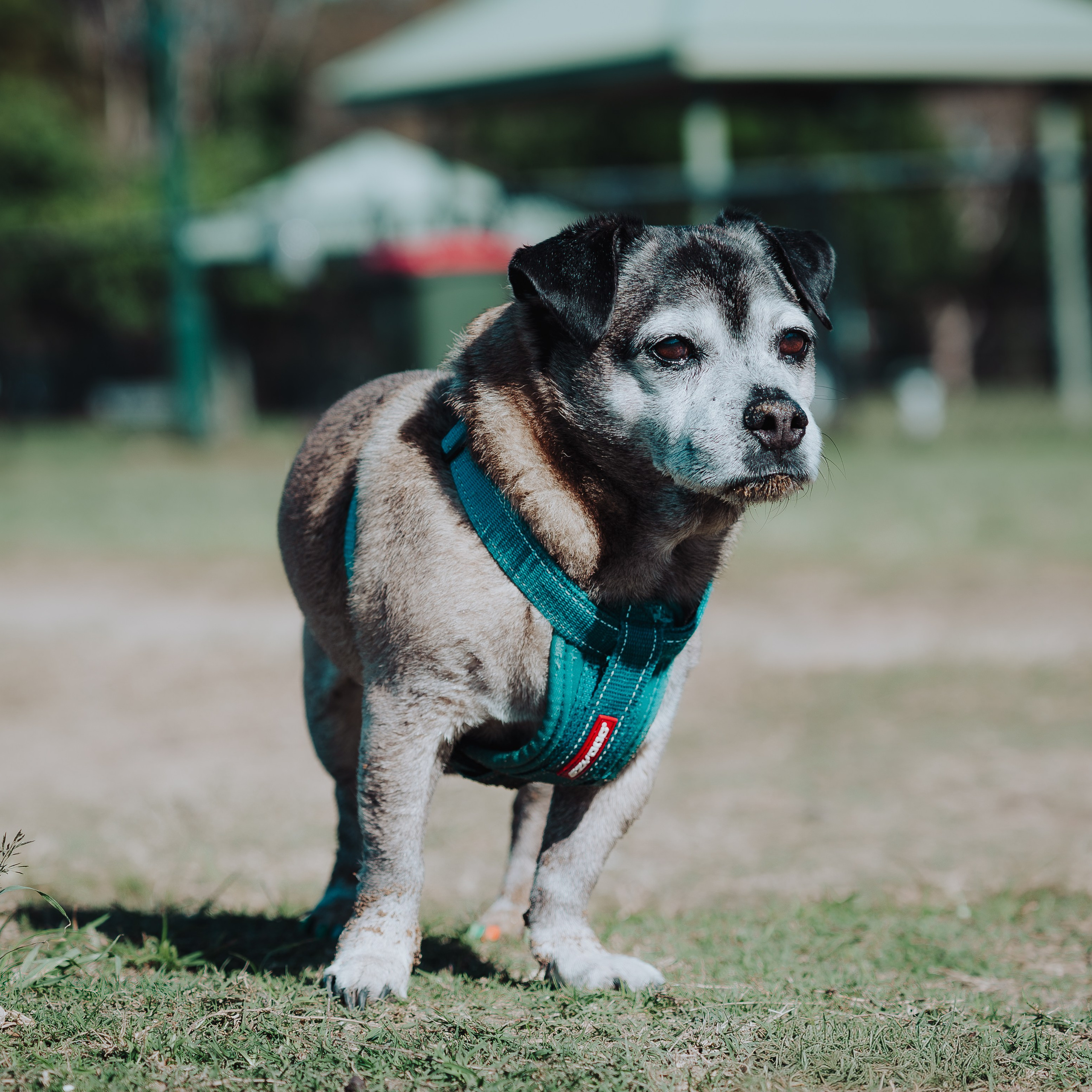 Sunday Nudgee Beach. JS Photoshoot | Family, Events & Pet Photographer in Brisbane