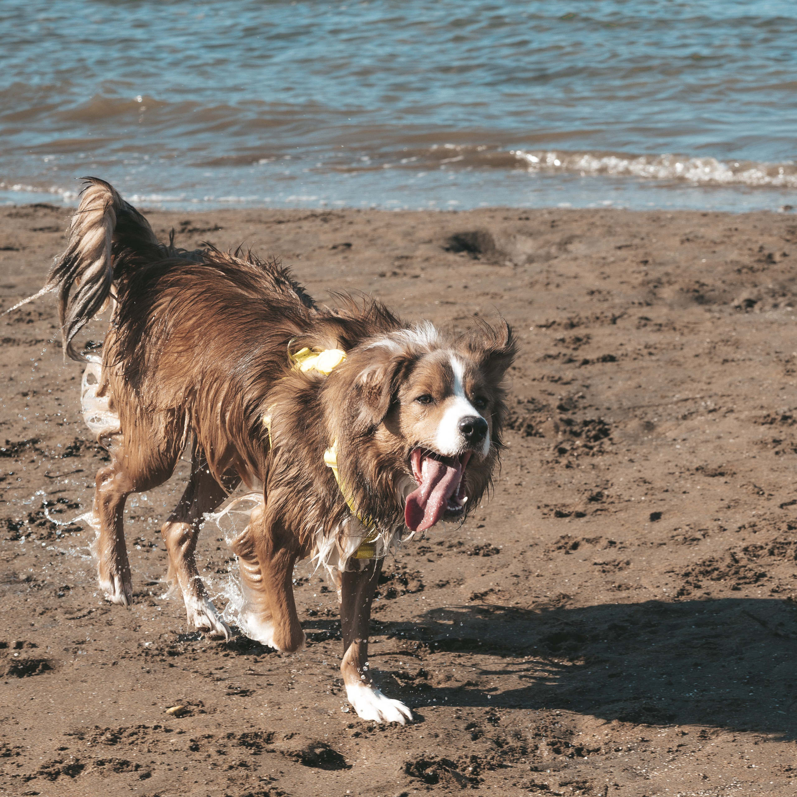 Sunday Nudgee Beach. JS Photoshoot | Family, Events & Pet Photographer in Brisbane