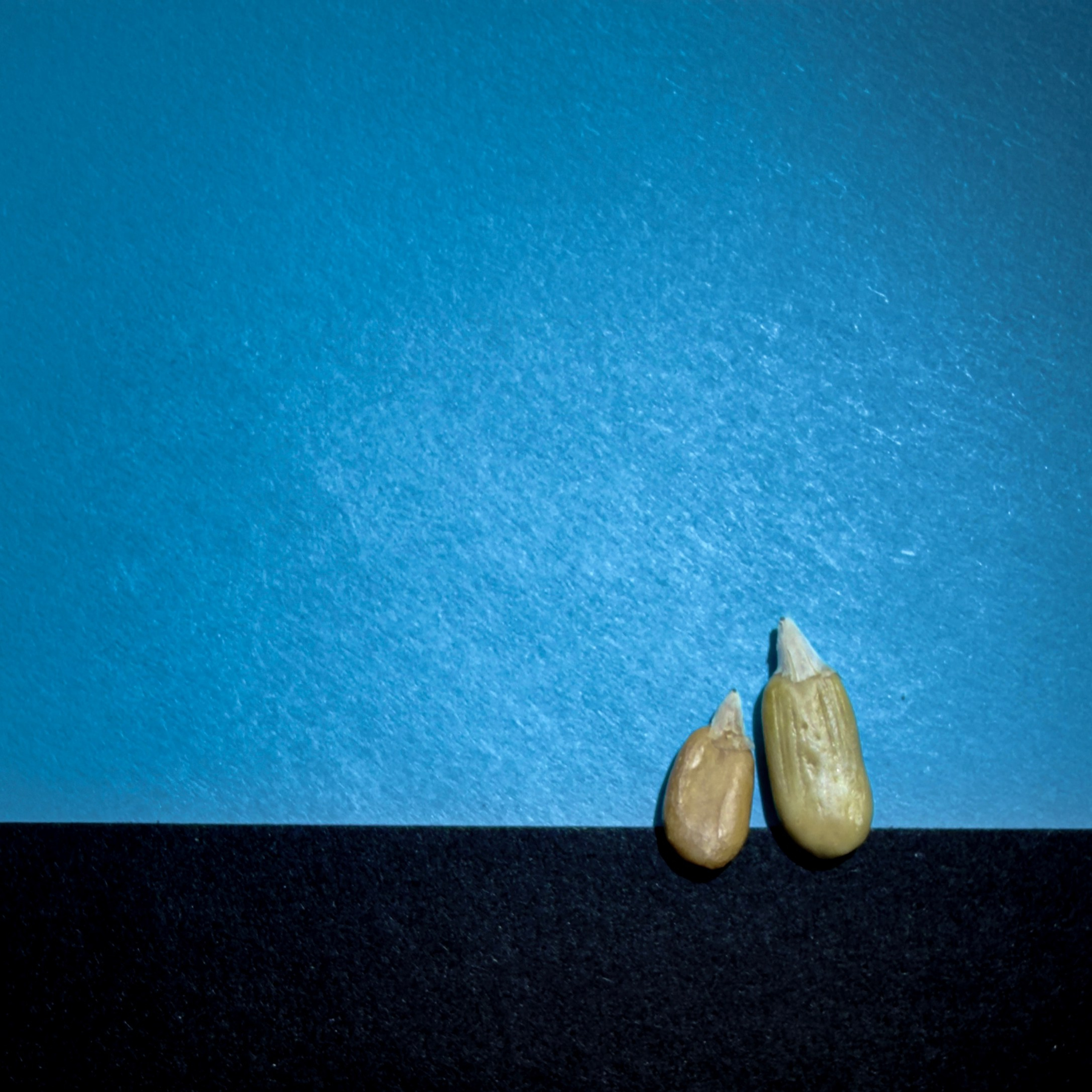 SEEDS. Julia Kantor | Architecture & Abstract Photographer