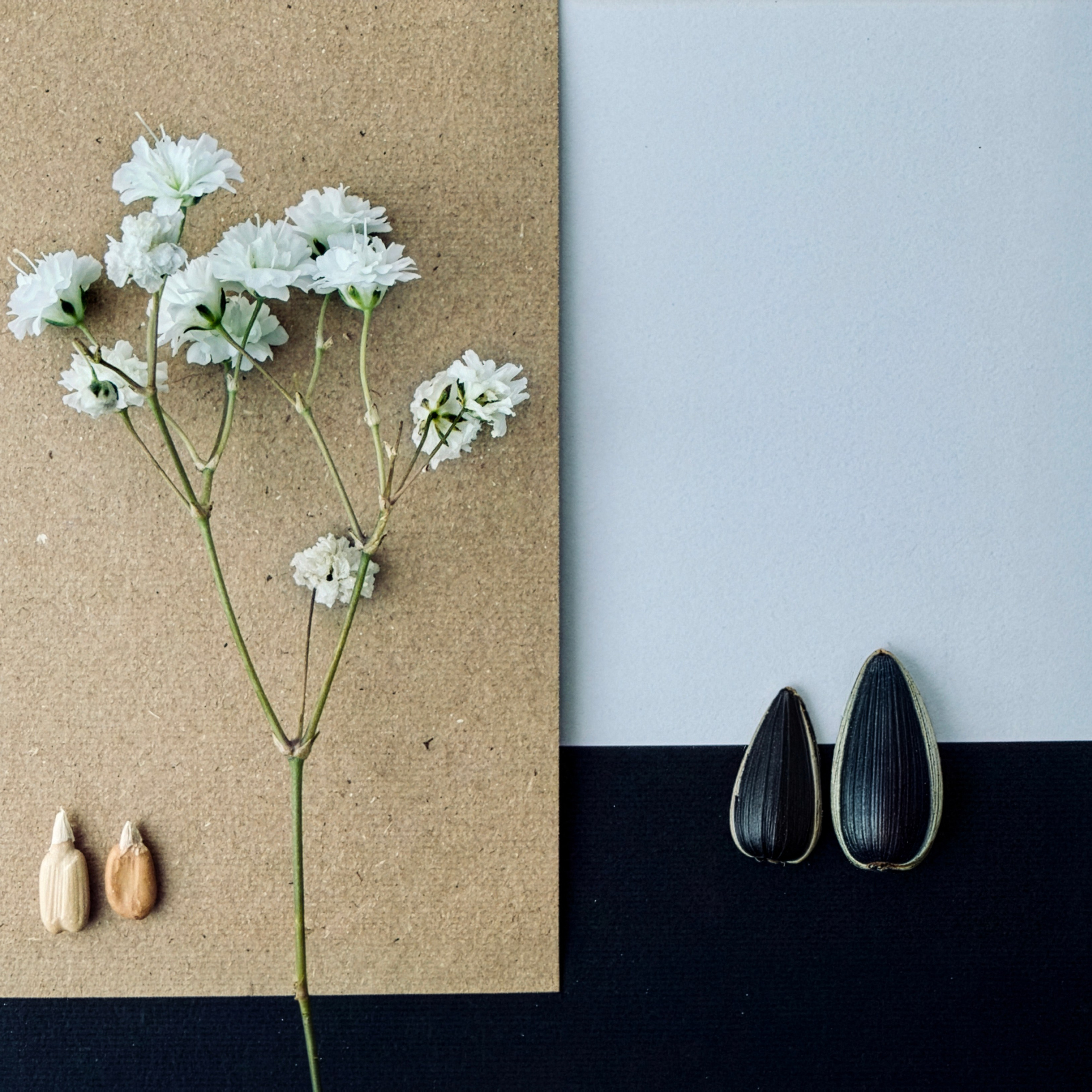 SEEDS. Julia Kantor | Architecture & Abstract Photographer