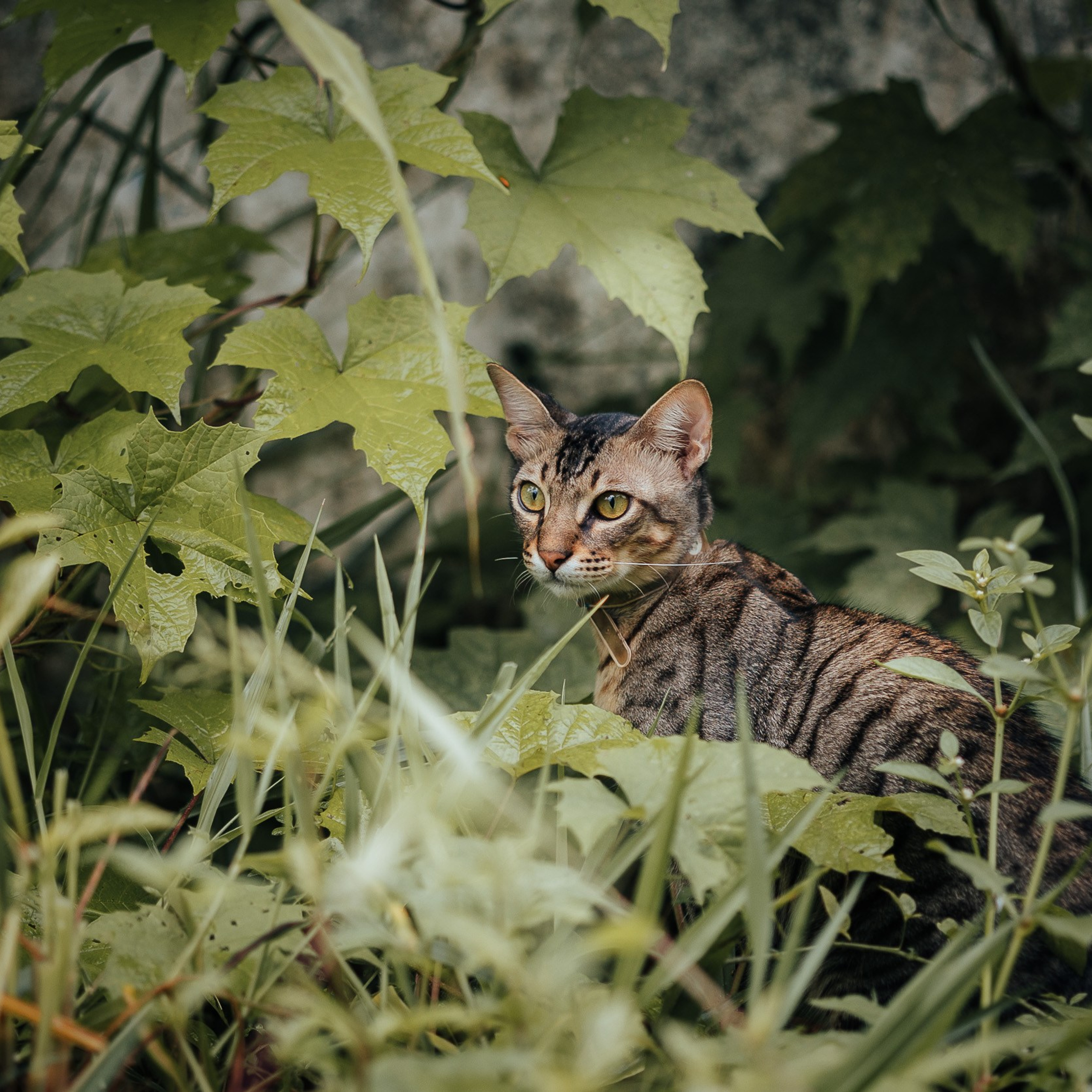Pet photography