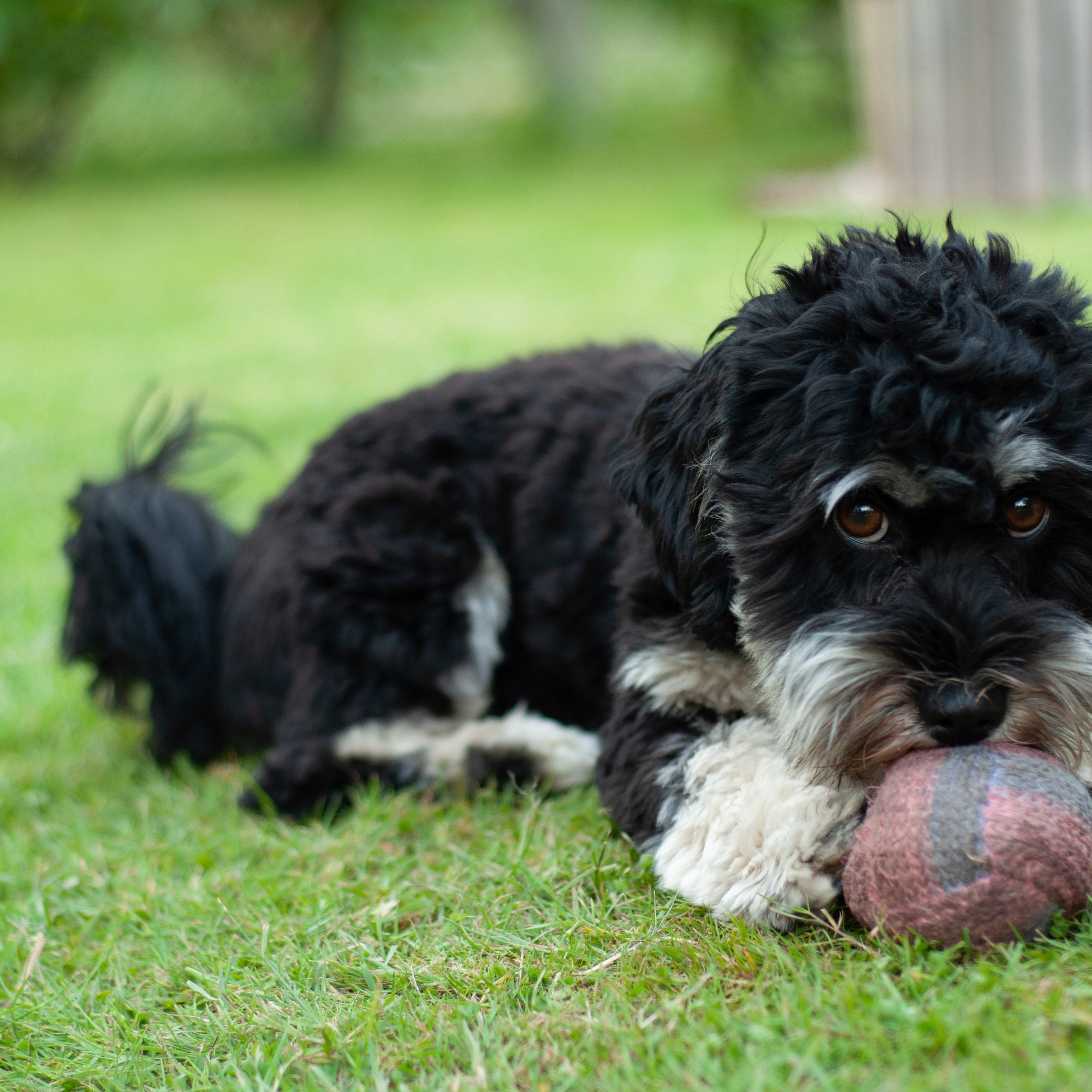 Fotografa specializzata in foto di famiglia a Milano Daria Volkosh