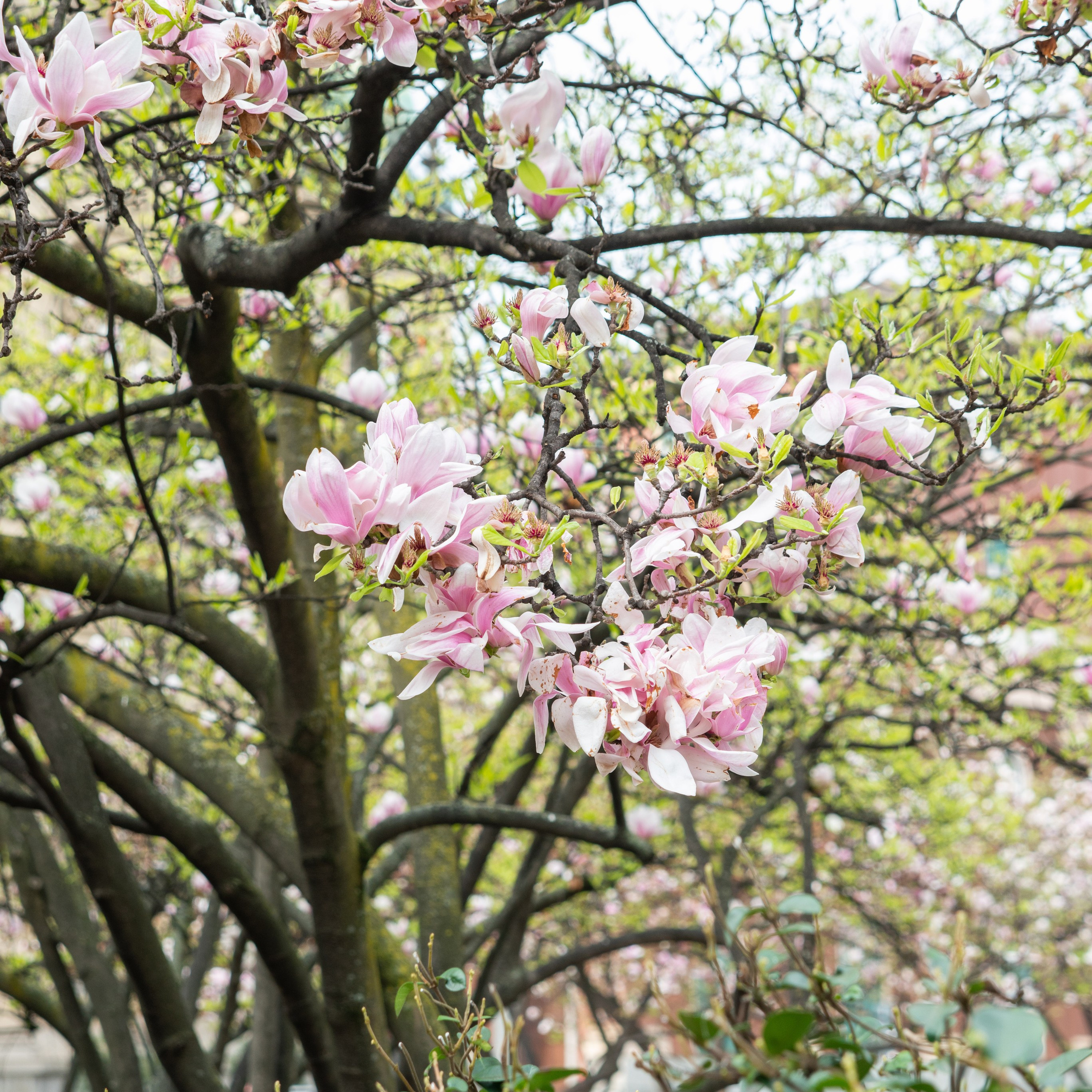 Testimonials. Family and portrait photographer in Milan Daria Volkosh