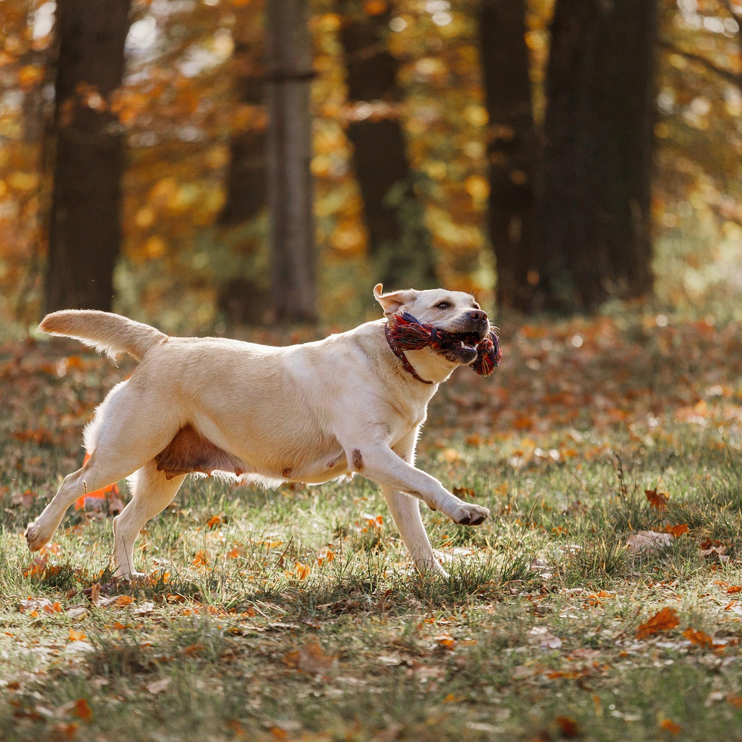 Frisbee and dog puller championship | autumn