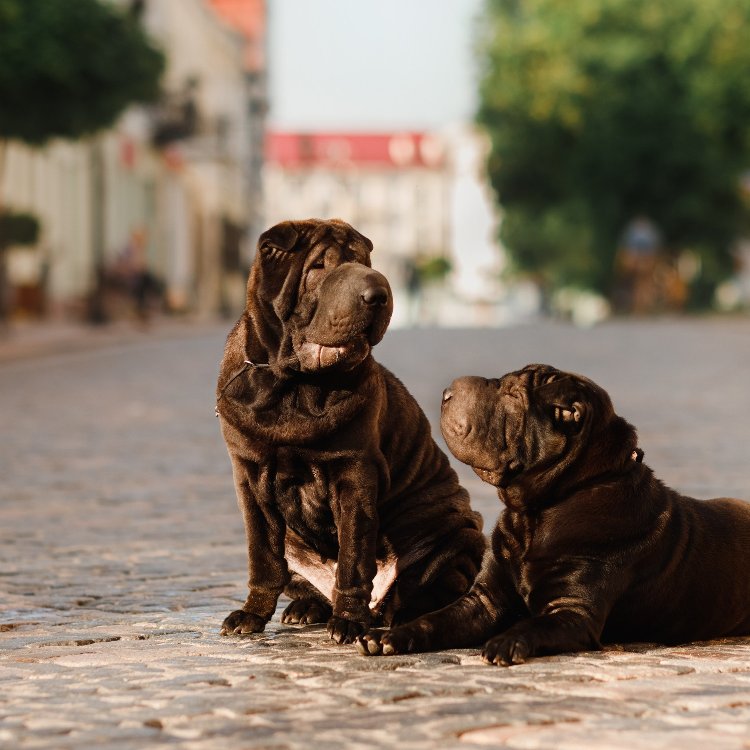 Shar pei in the city