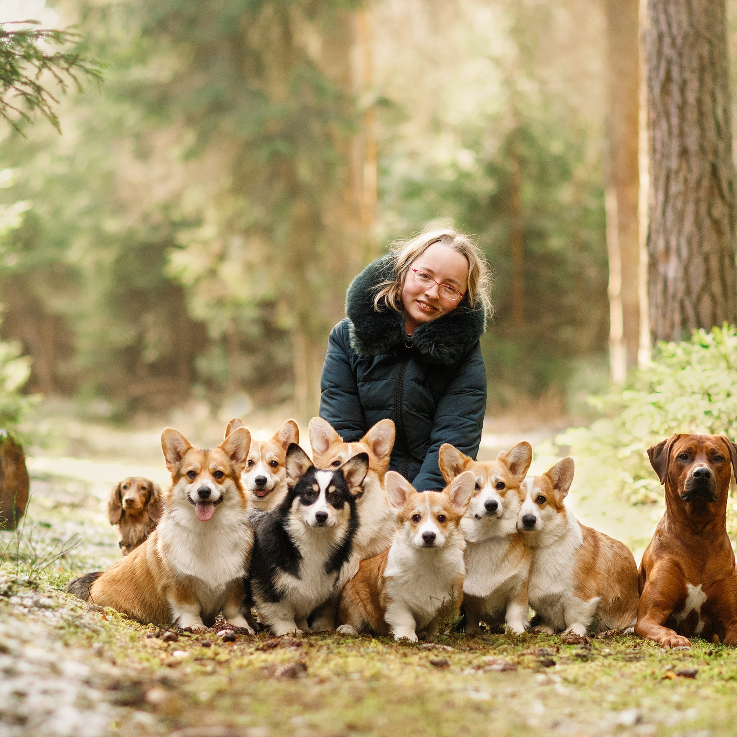 Corgi kennel & some other dogs in the forest