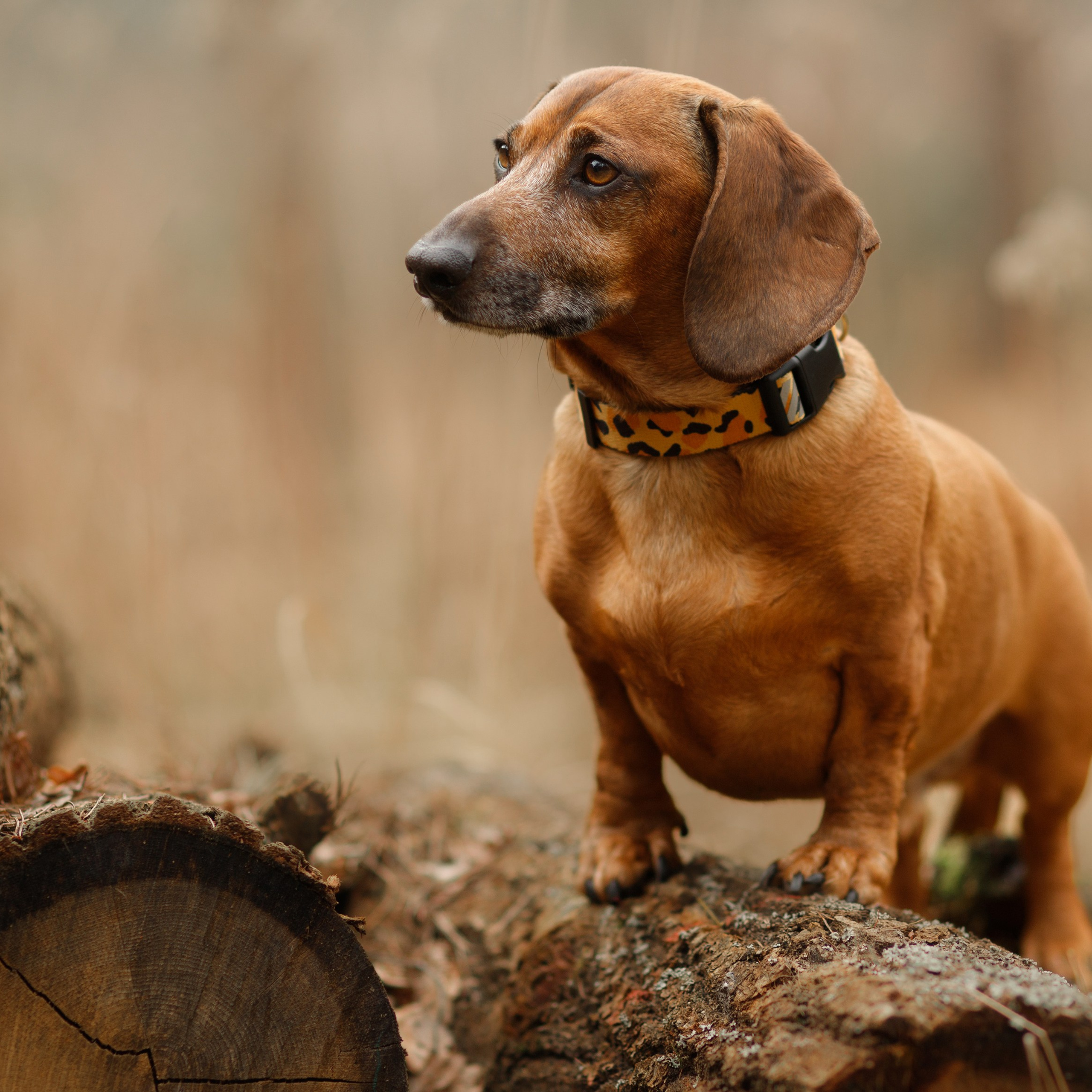 Ania, Franek & Vincent