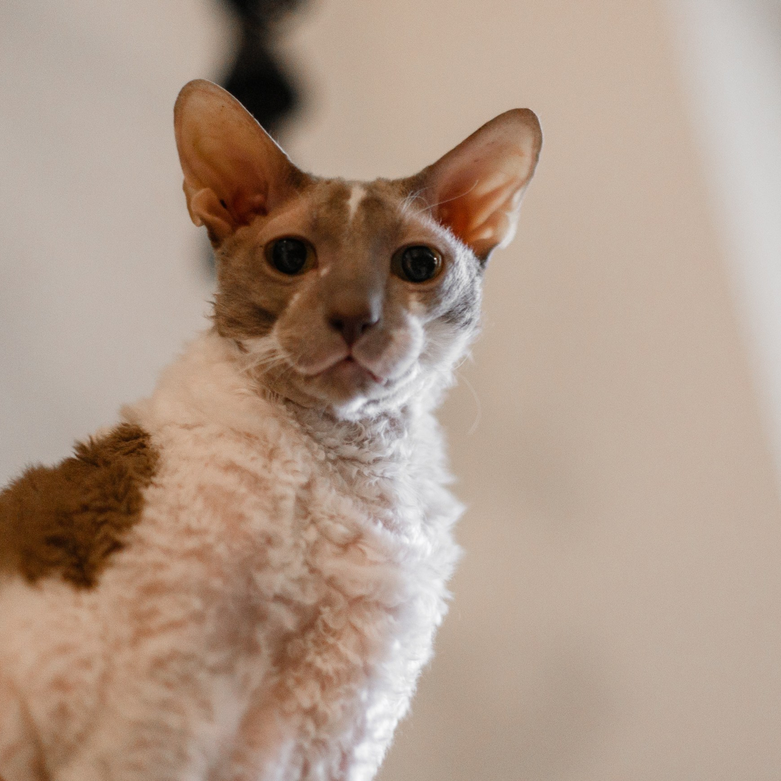 Pack of cats in the home