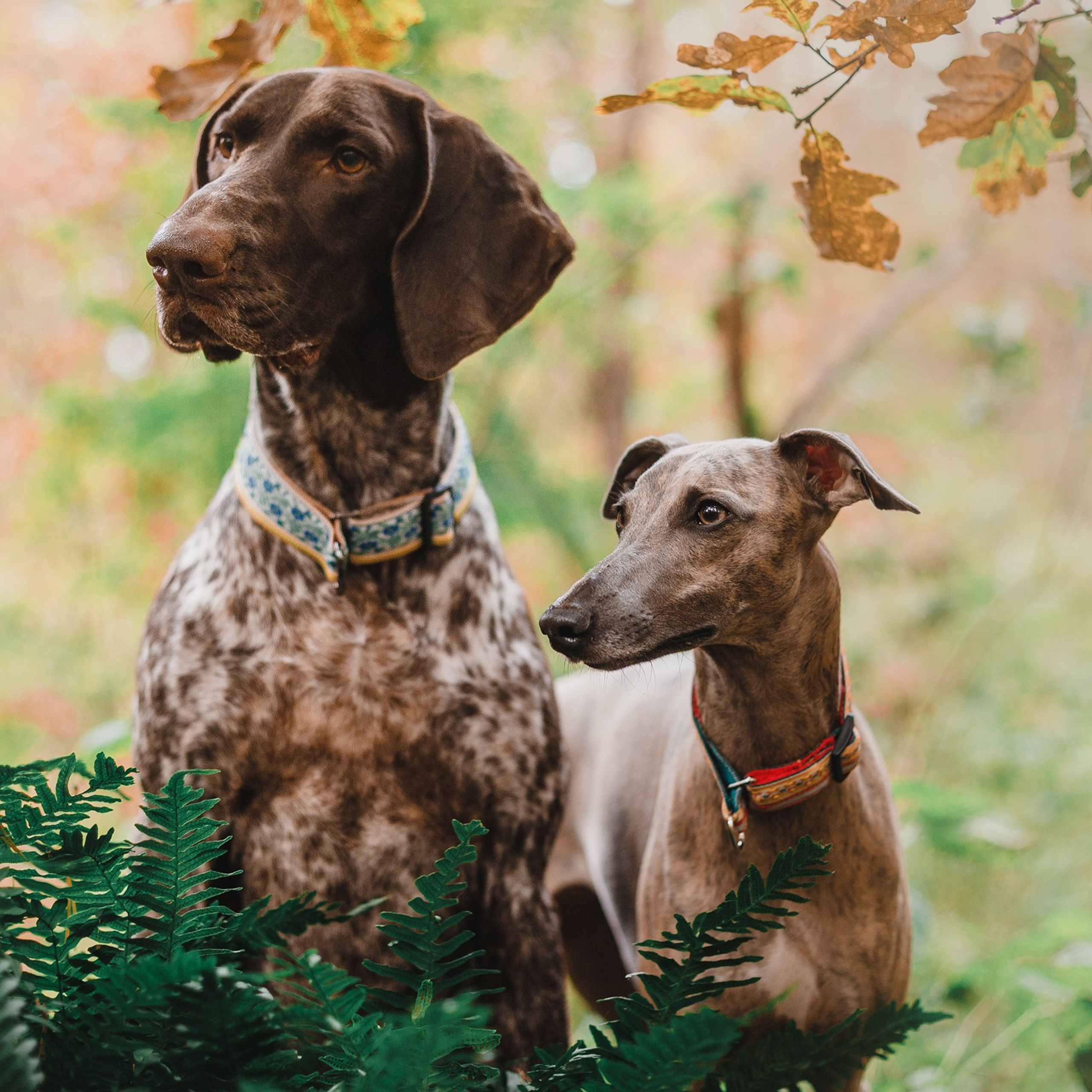 «Kasmach» dogs ammunition