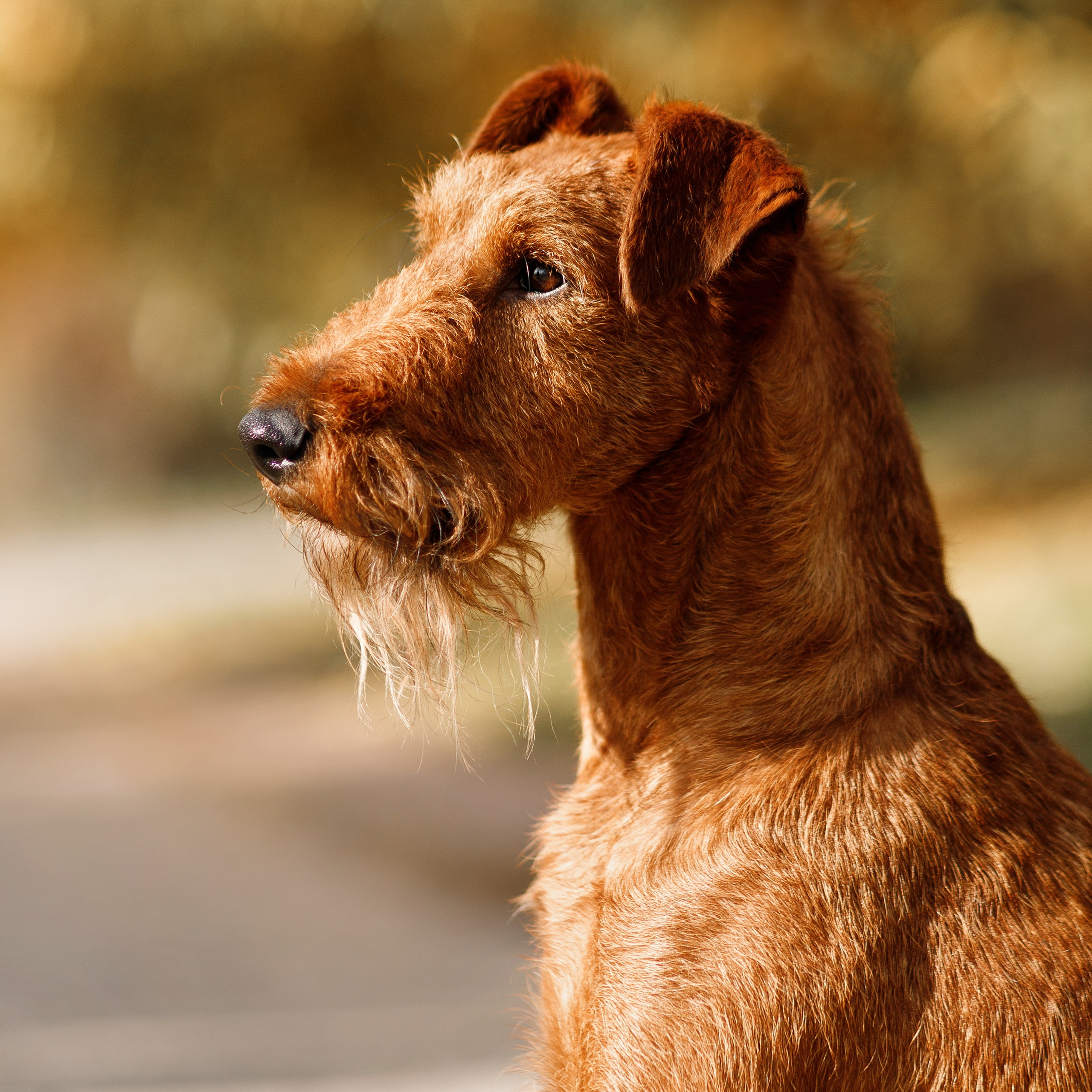 Autumn photo day for dog handler