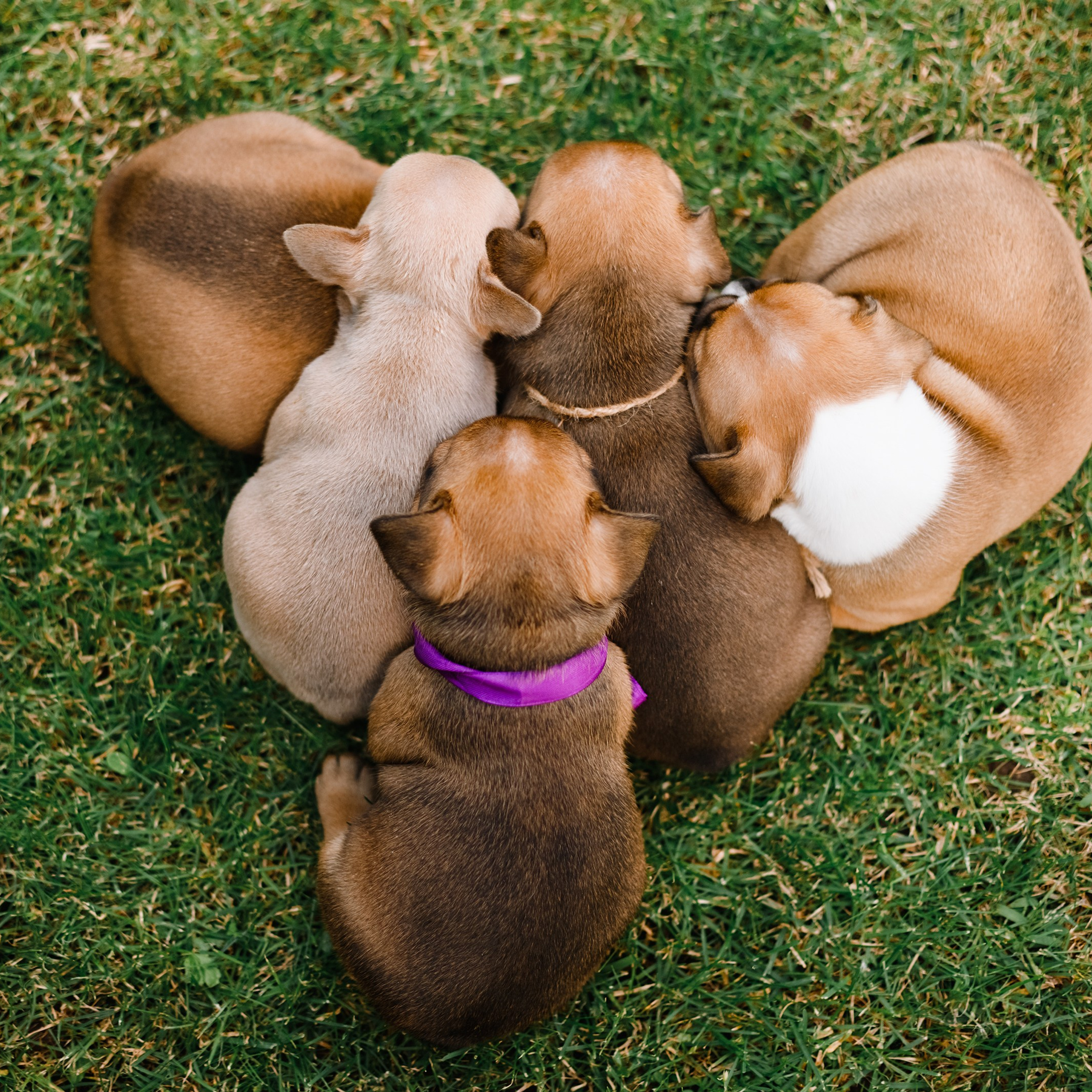 French bulldog puppies
