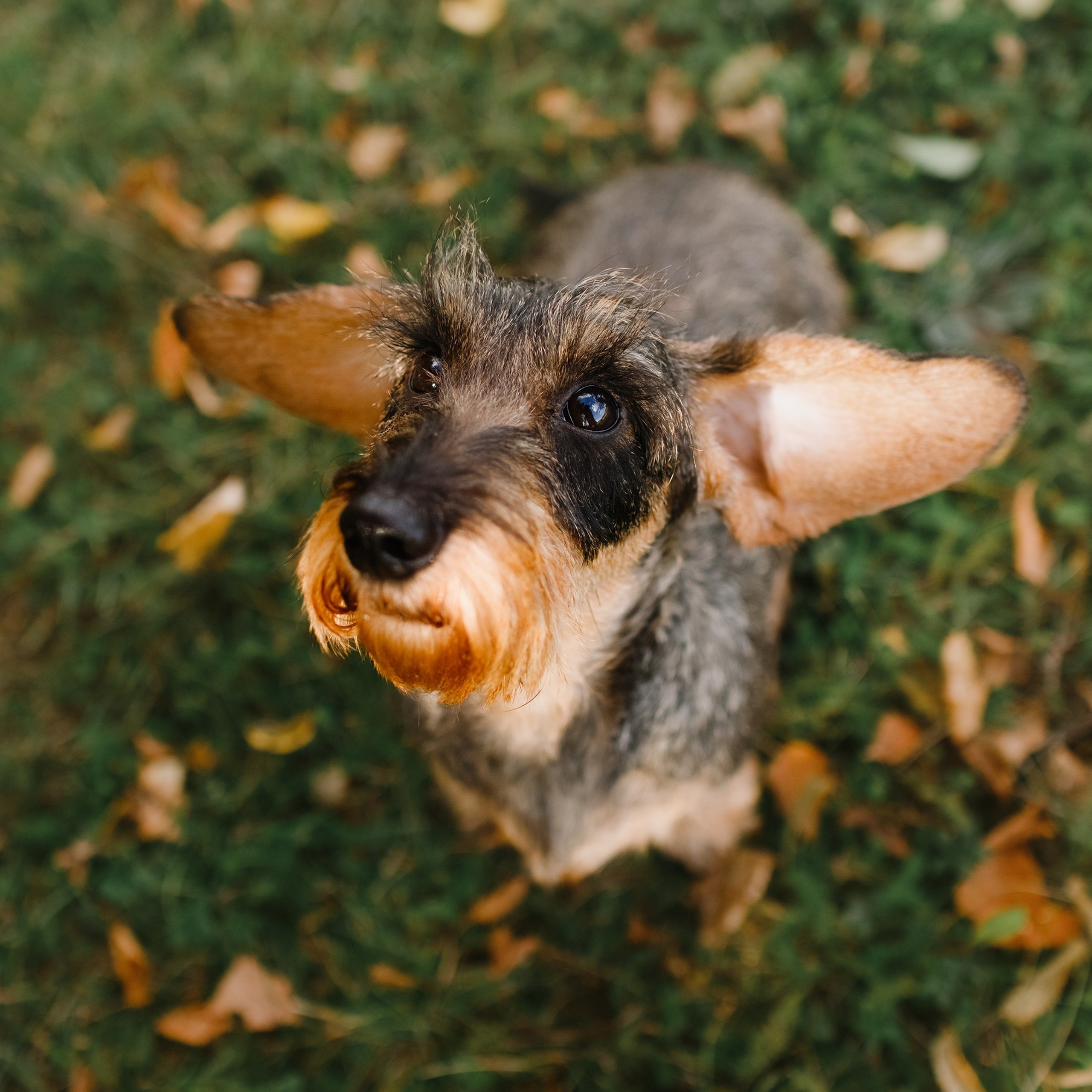 Summer photo day for dog handler