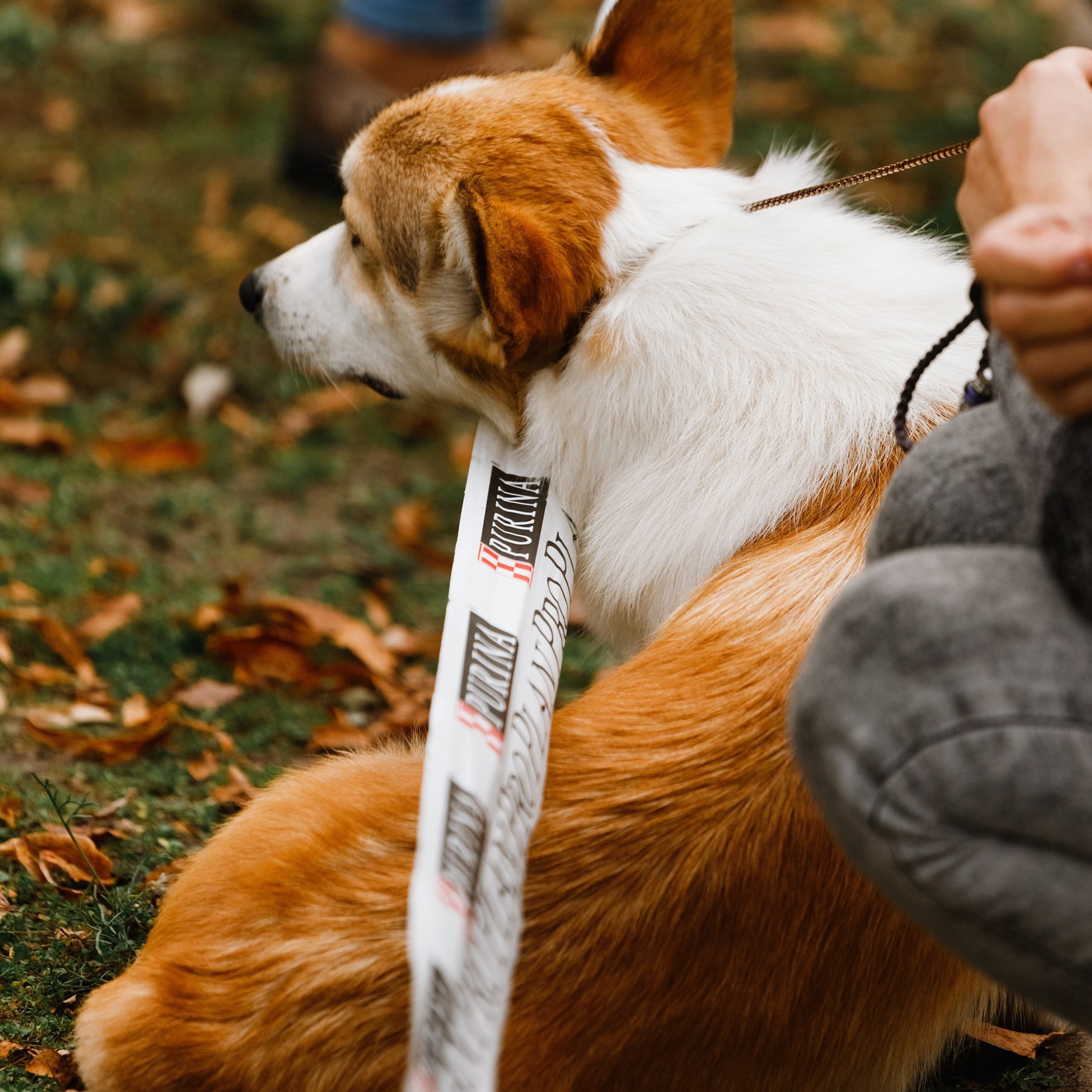 «Argus» dog show in Brest